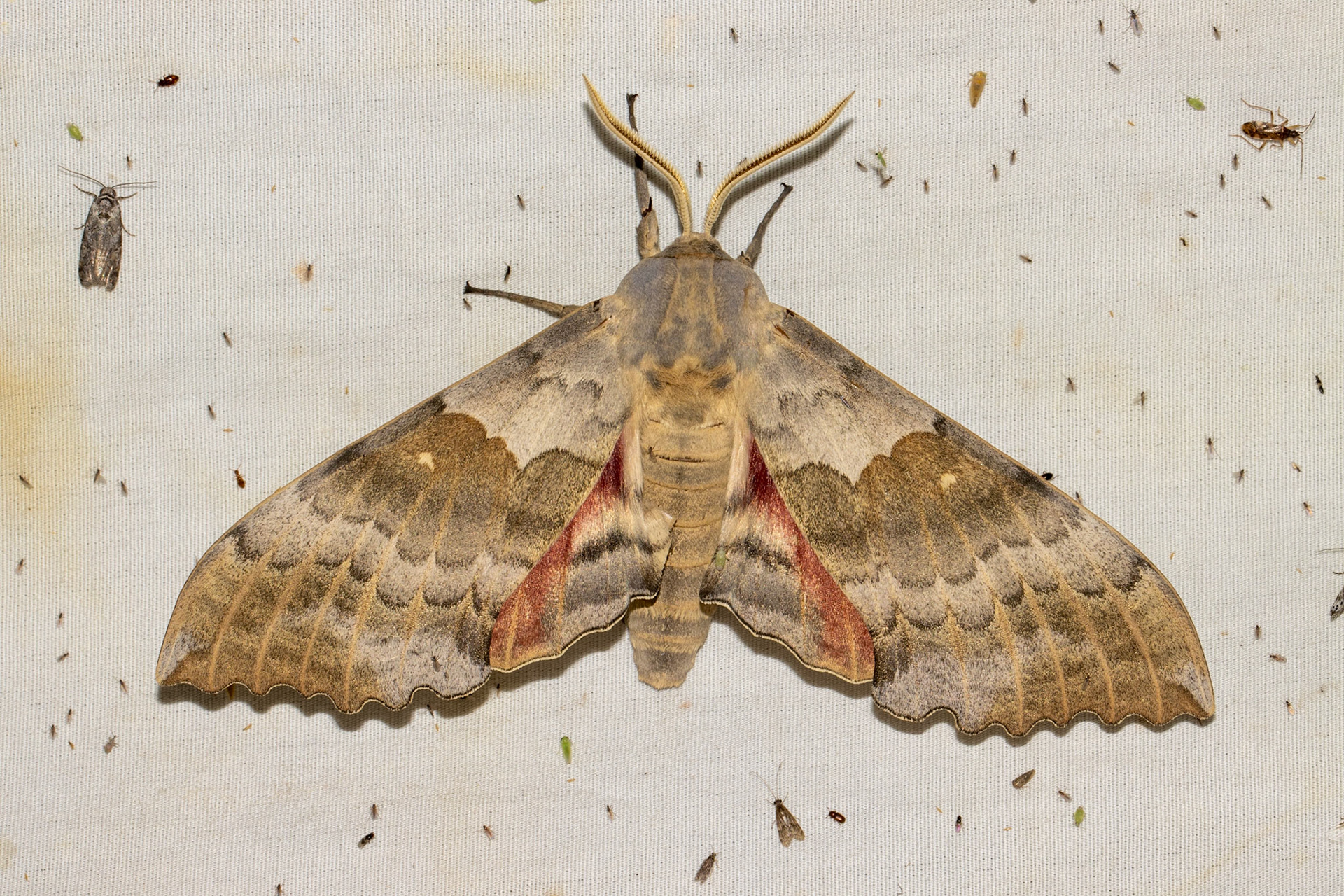 Miles Ranch, Superstition Mountains, Arizona, Tonto National Forest