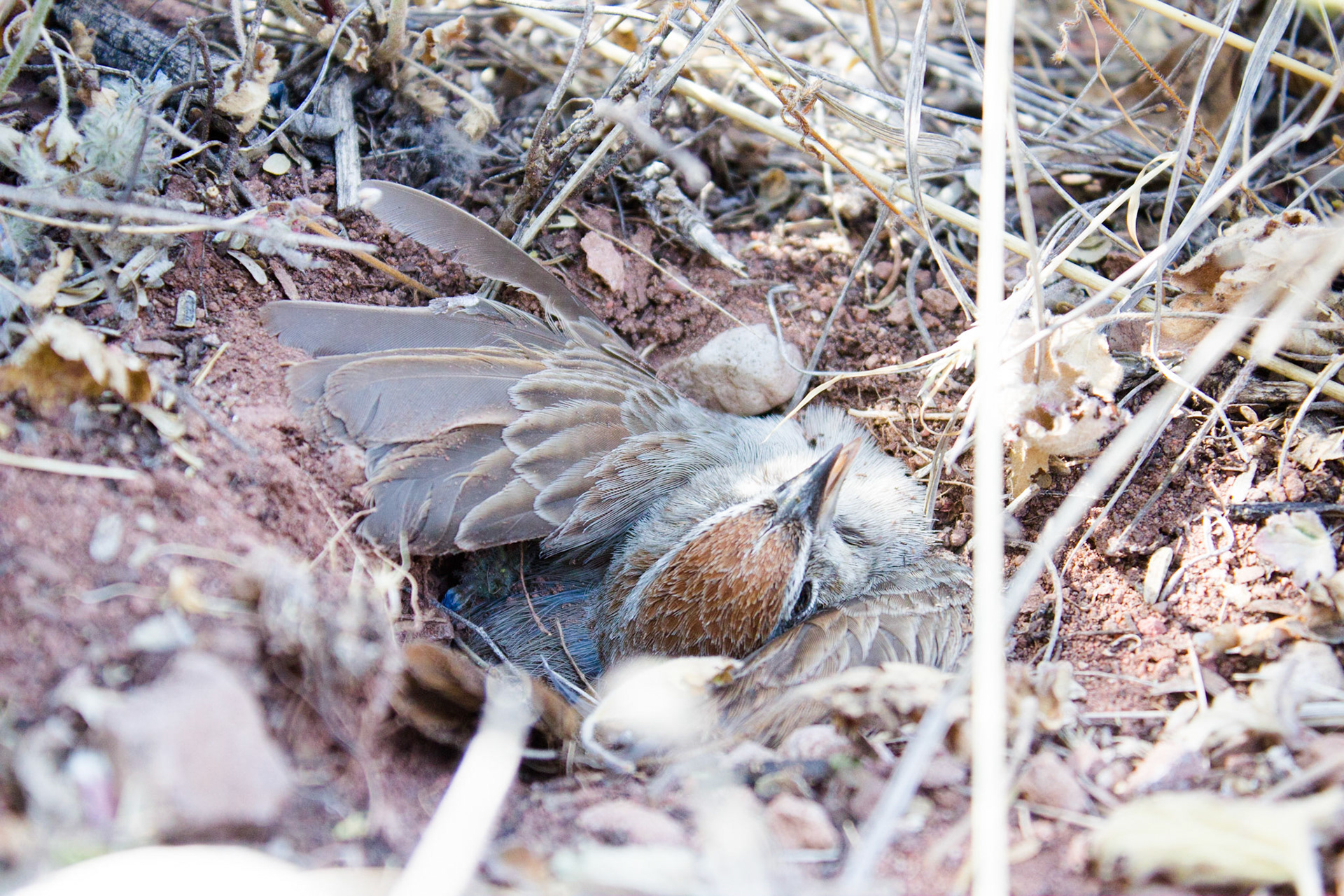 Rufous-crowned Sparrow (Aimophila ruficeps)