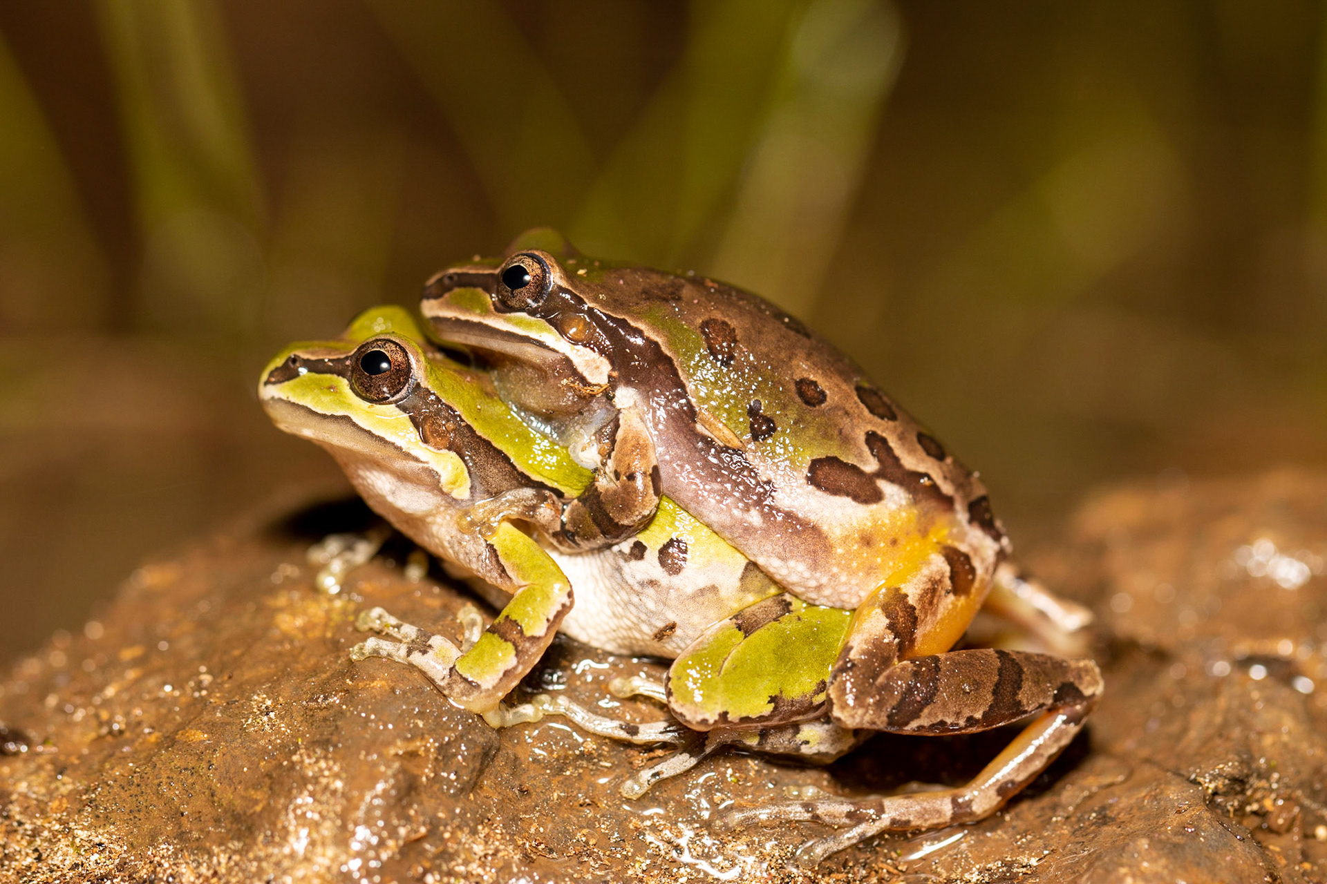 Mesa del Campanero, Sonora, Mexico