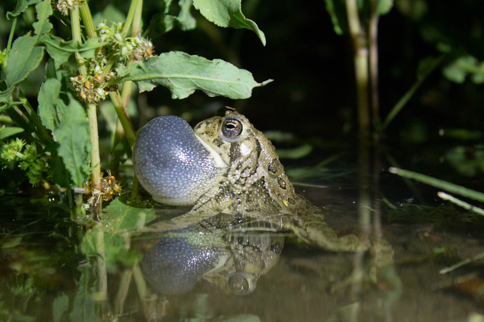 Woodhouse's Toad (Anaxyrus woodhousii)
