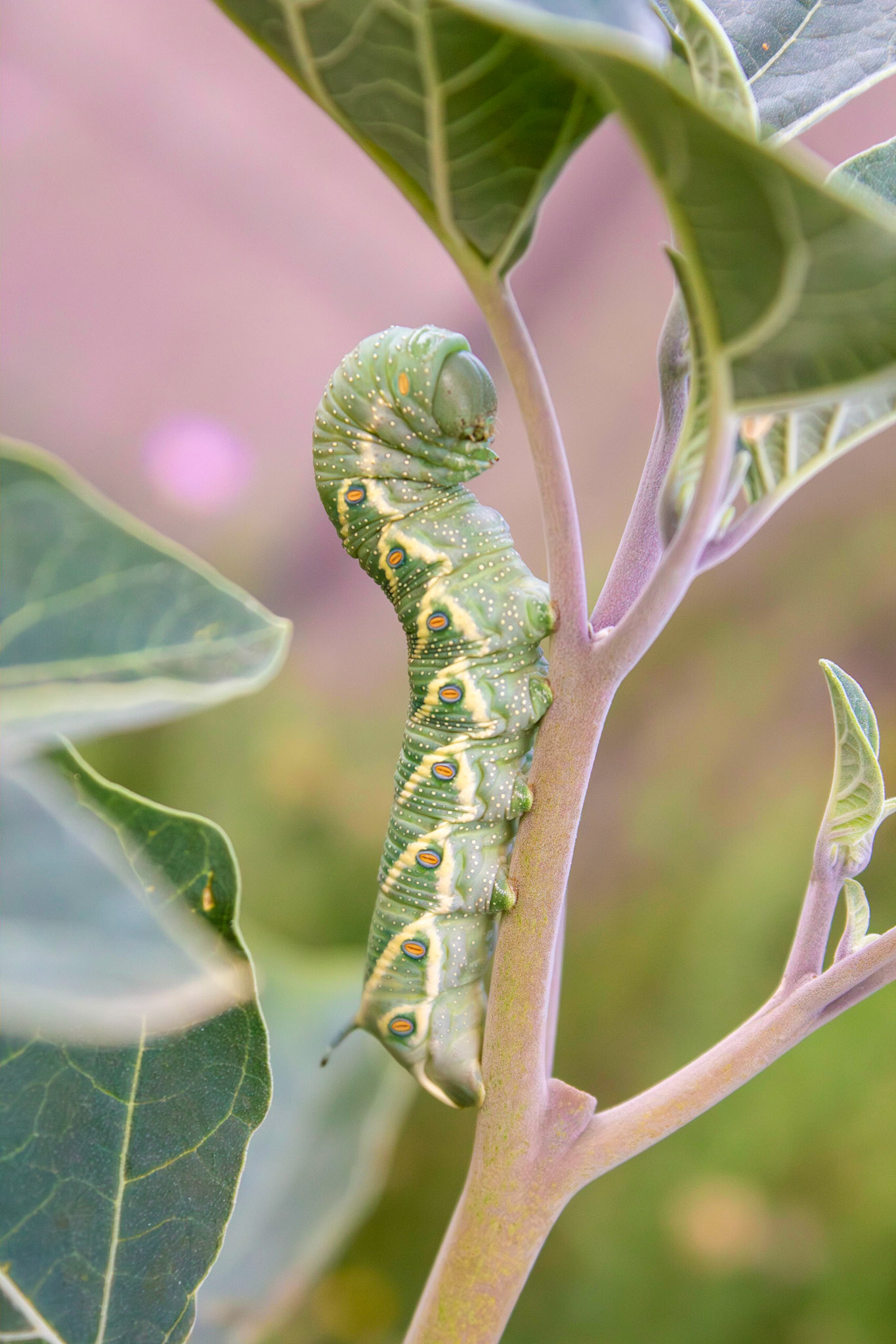 Five-spotted Hawk Moth (Manduca quinquemaculatus) and Hairy Thorn-apple (Datura wrightii)