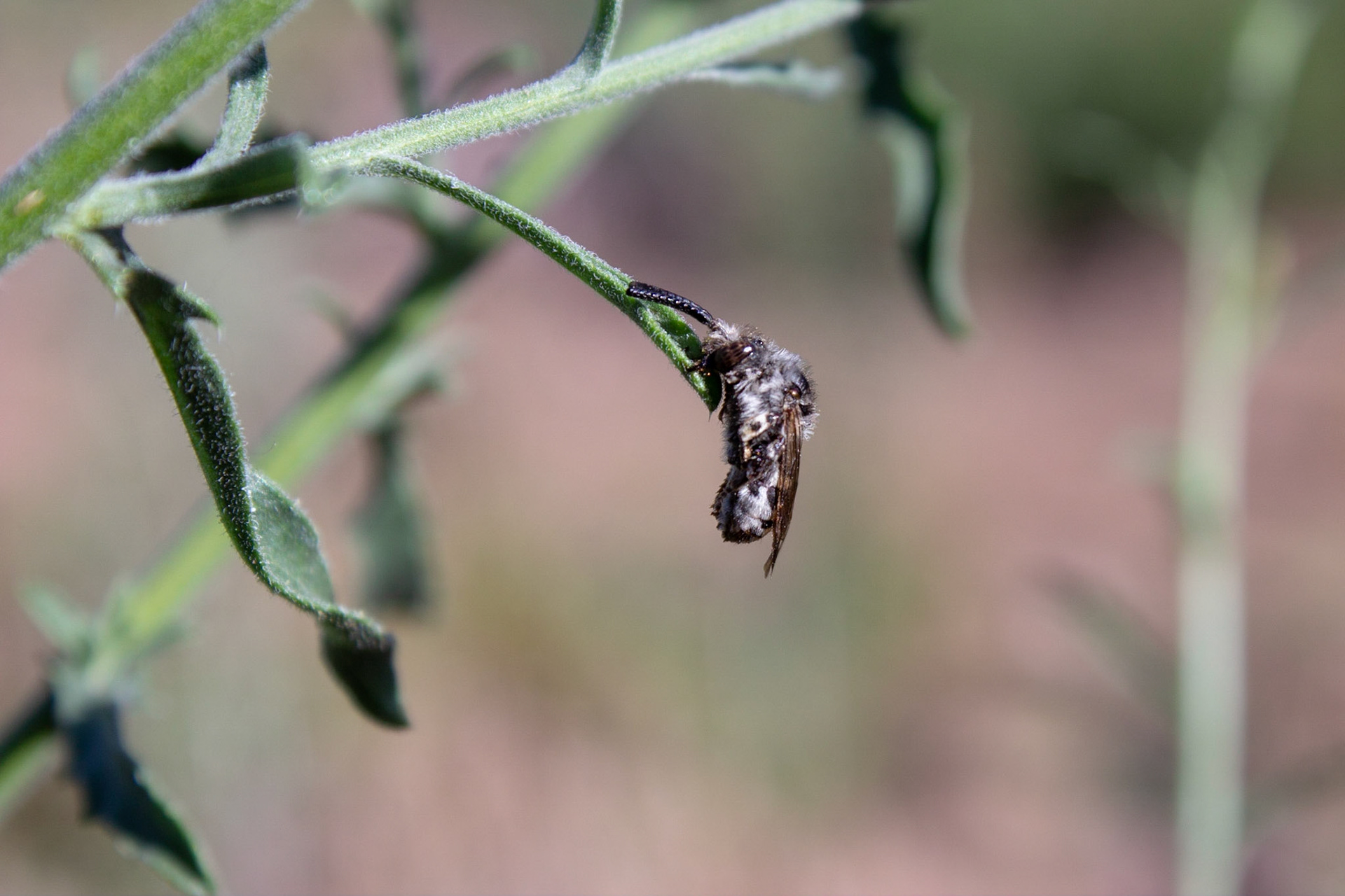Tempe House, Arizona