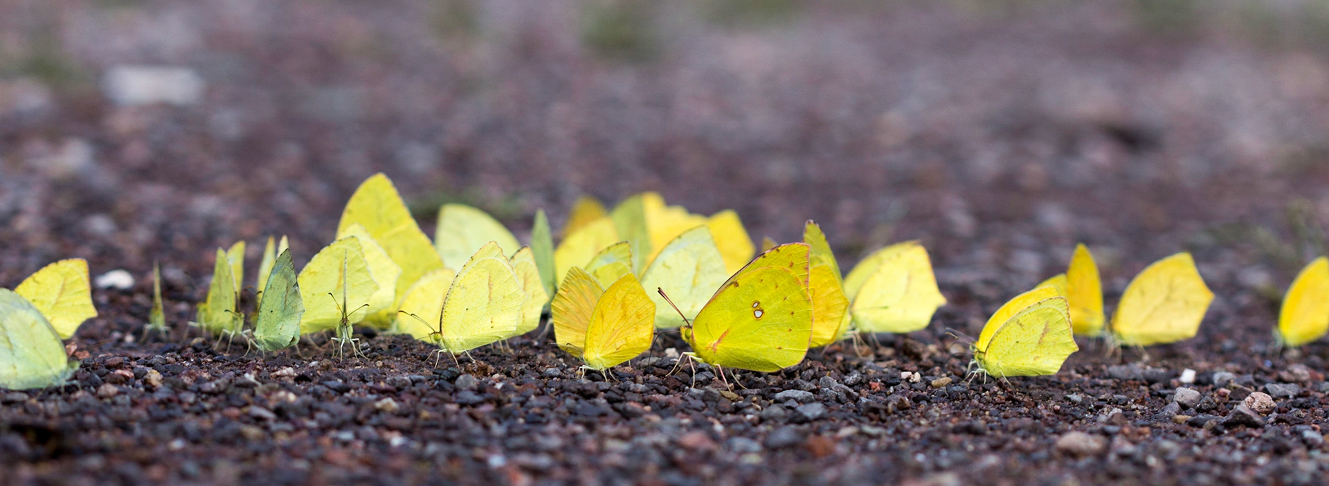 Whites And Yellows (Pieridae)