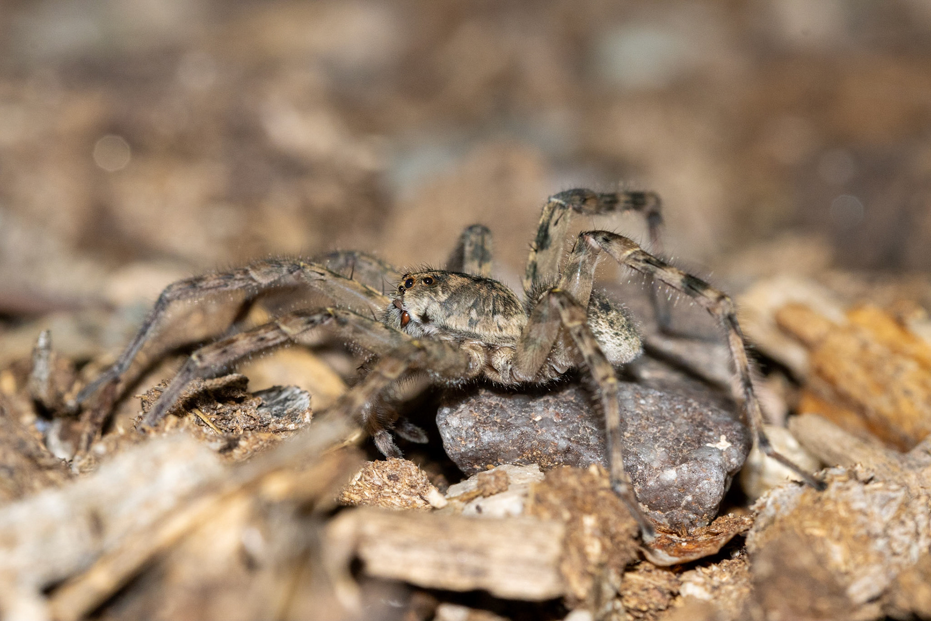 Wolf Spiders (Lycosidae)