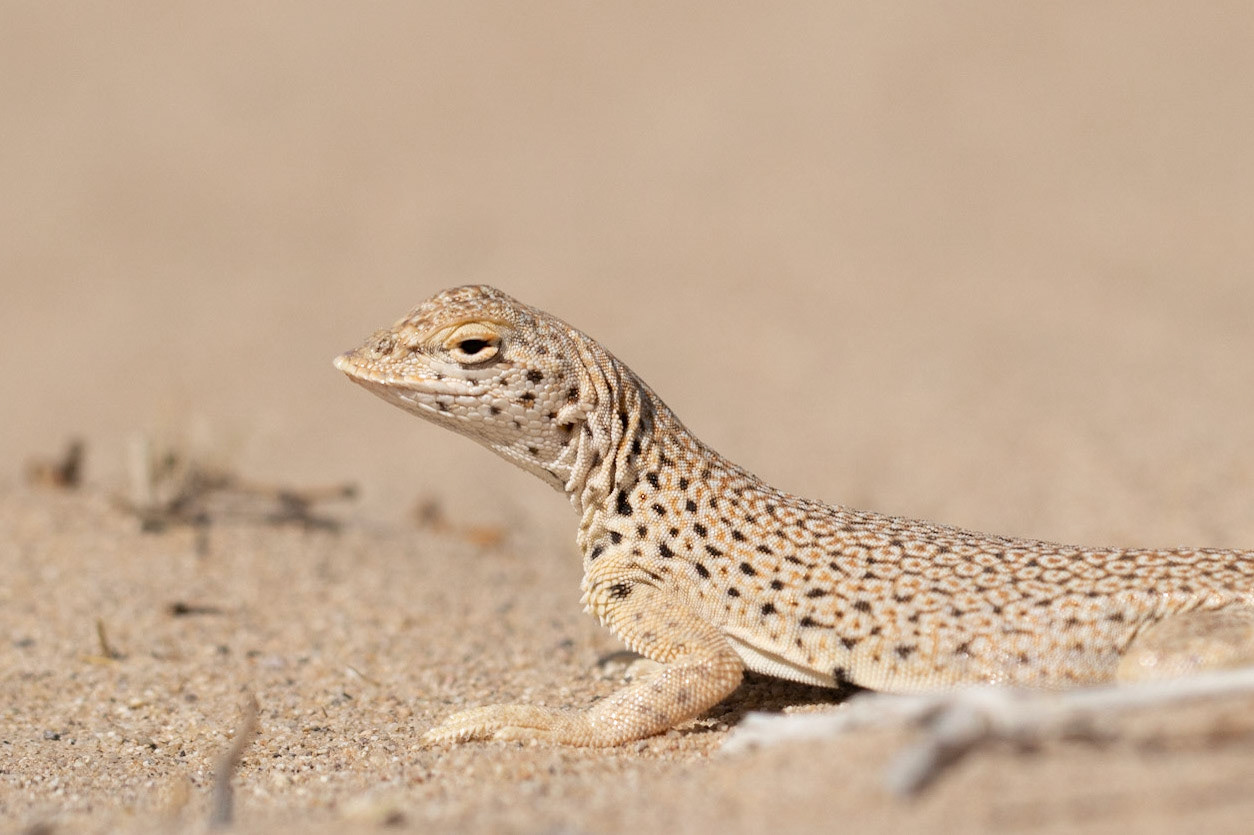 Cadiz Dunes Wilderness, Mojave Desert, California, Cadiz Dunes Wilderness