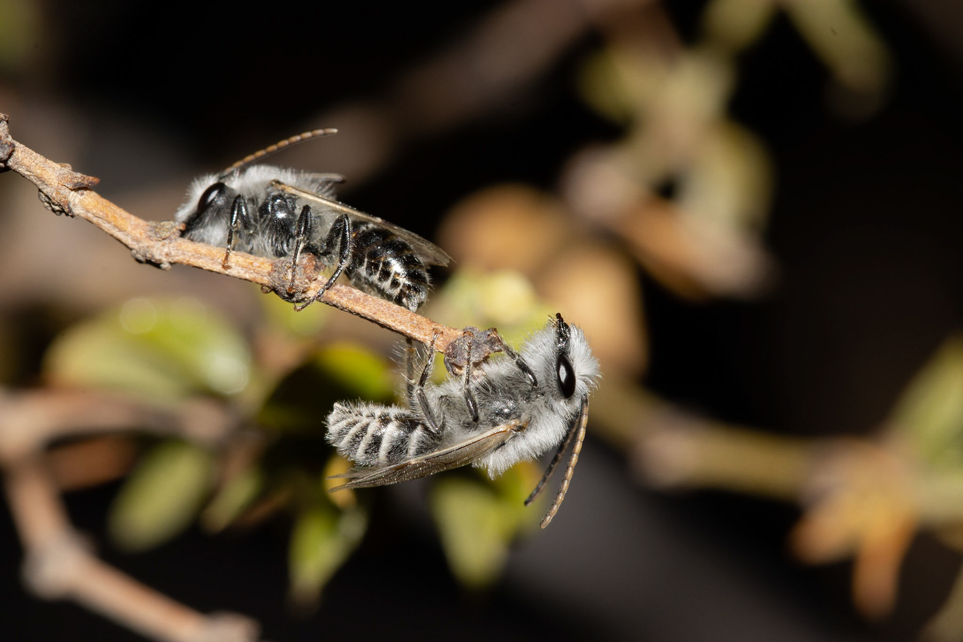Cadiz Dunes Wilderness, Mojave Desert, California, Cadiz Dunes Wilderness, Cadiz Dunes Wilderness, Mojave Desert, California, Cadiz Dunes Wilderness