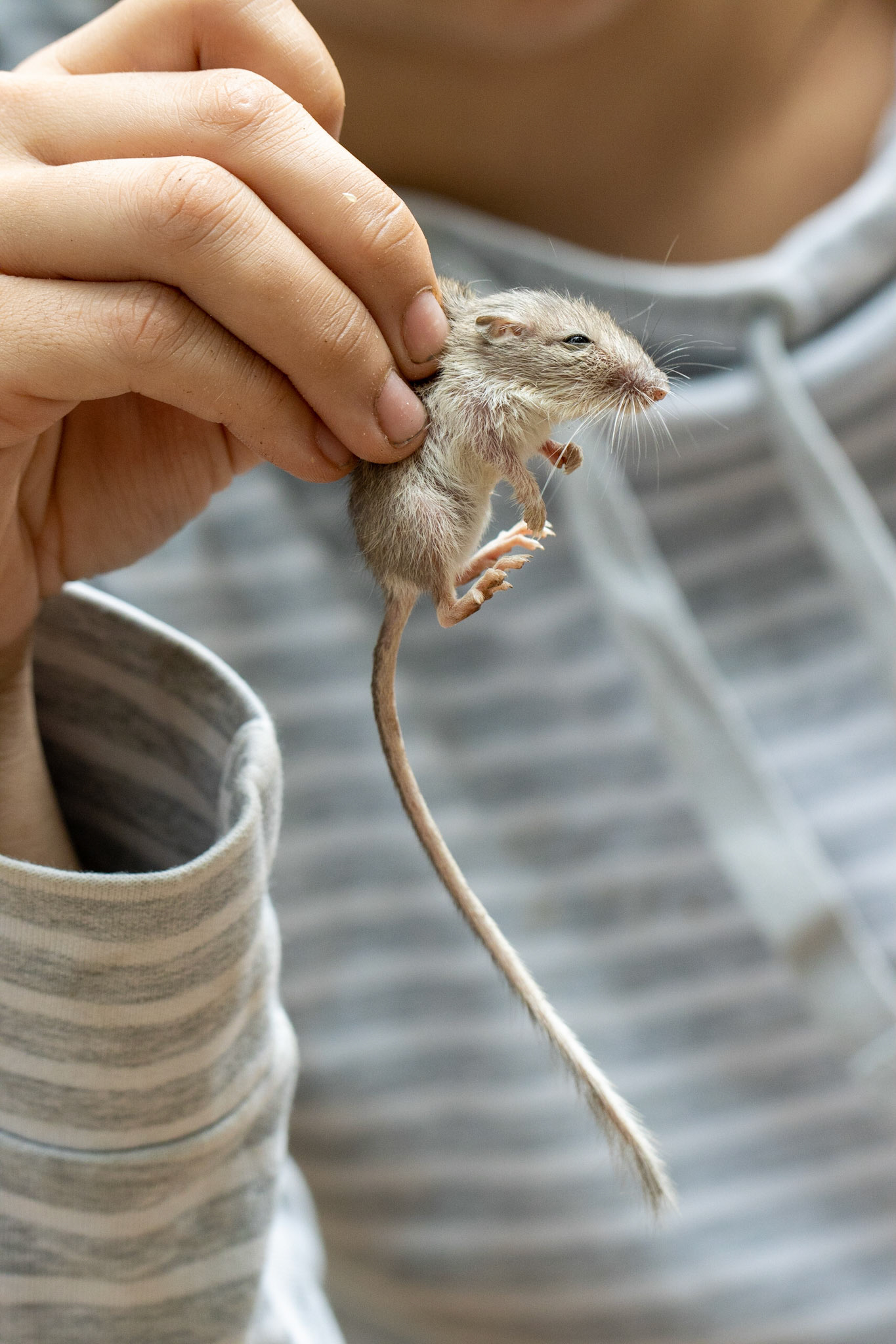 Miles Ranch, Superstition Mountains, Arizona, Tonto National Forest