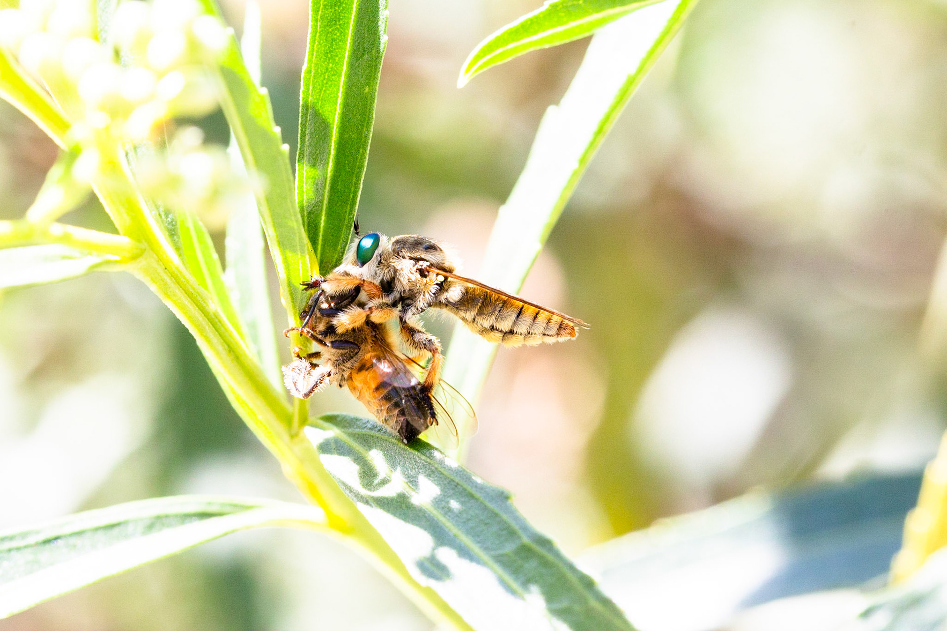 European Honey Bee (Apis mellifera)