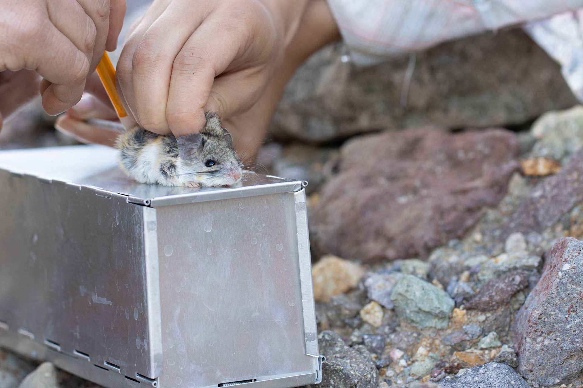 Bonanza Spring, Clipper Mountain Wilderness, California