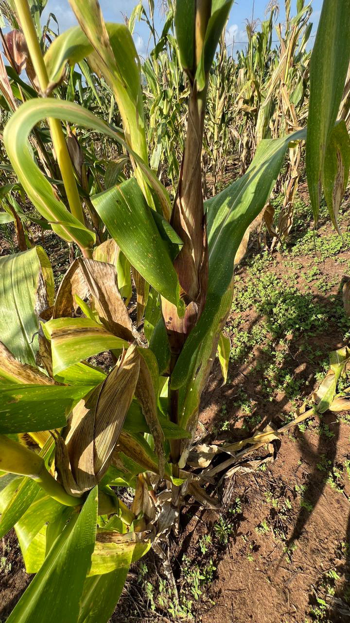 leaf chlorosis