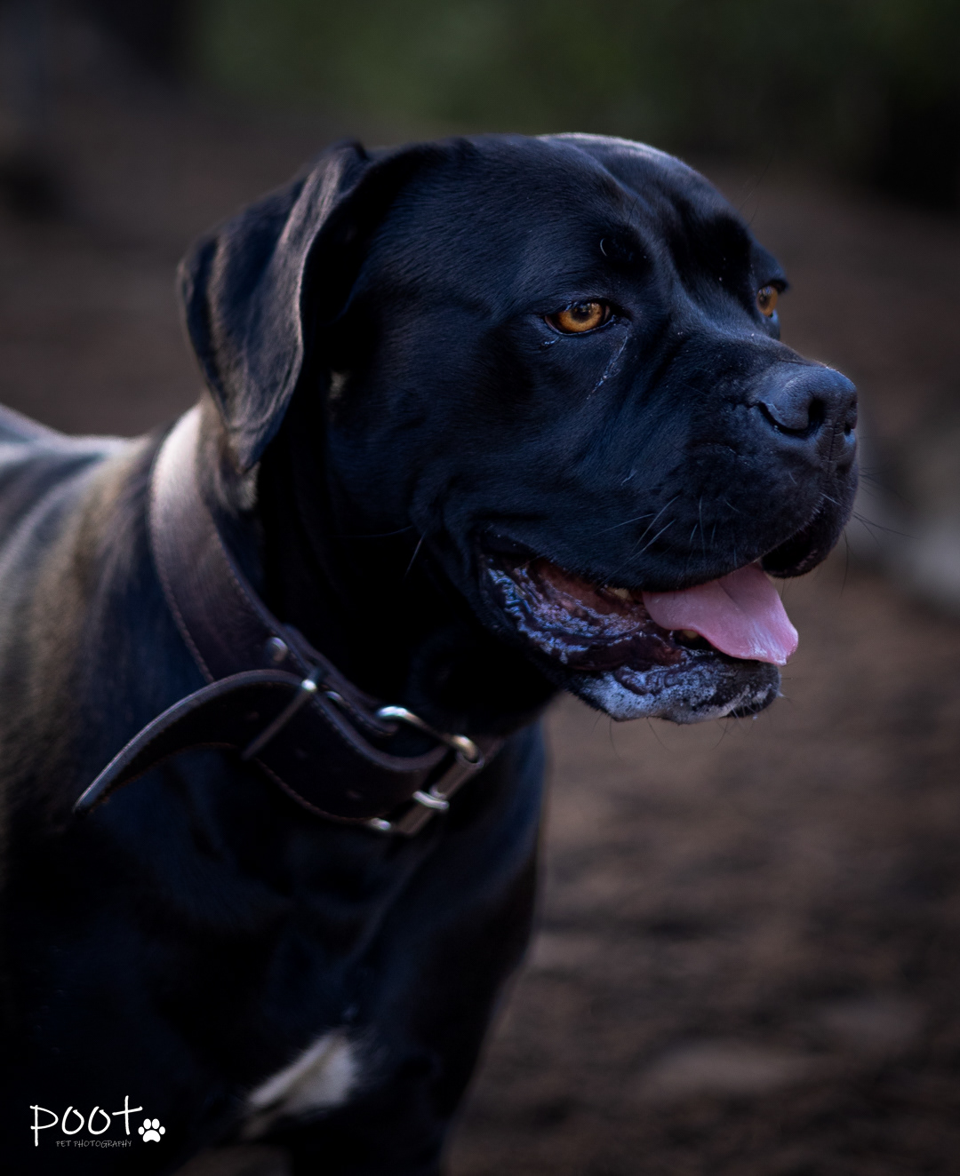 Poot pet photography dierenfotografie hond park