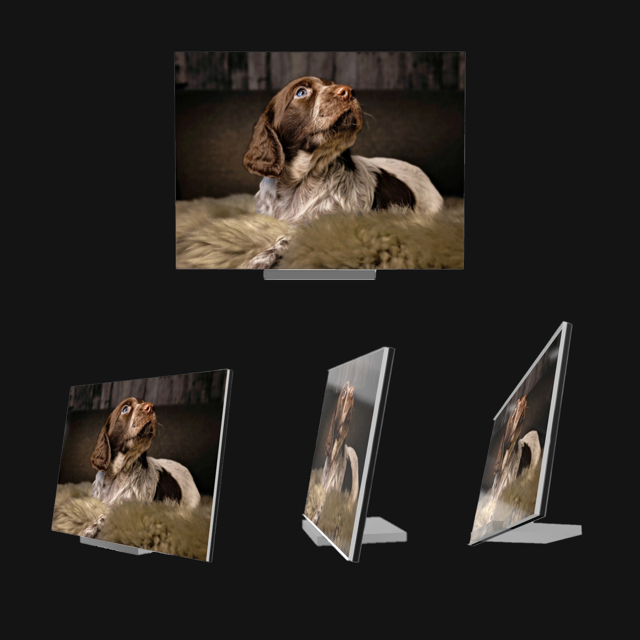 Poot pet photography dierenfotografie puppy art box