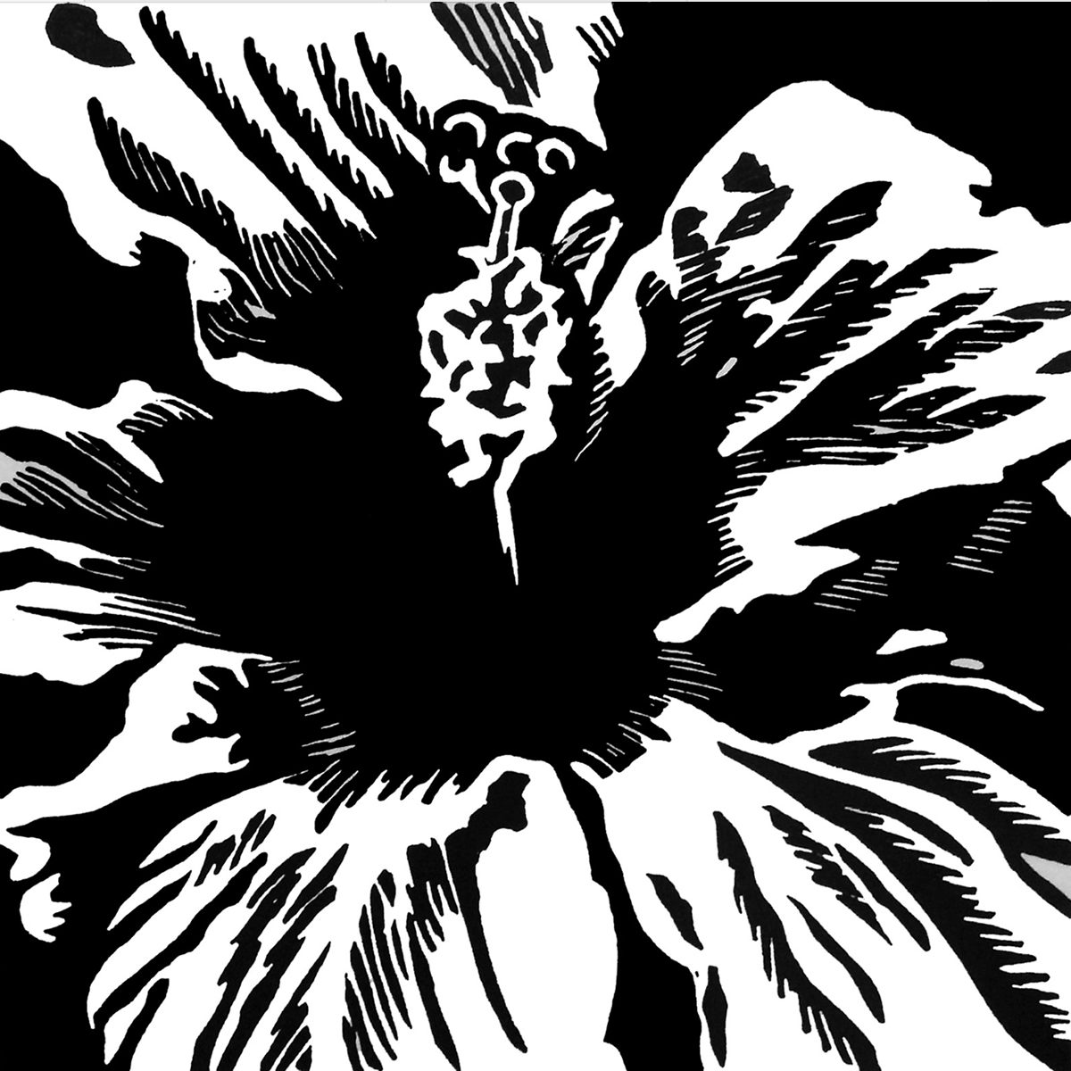 Hibiscus