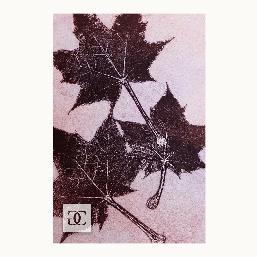 Crimson King Maple #2