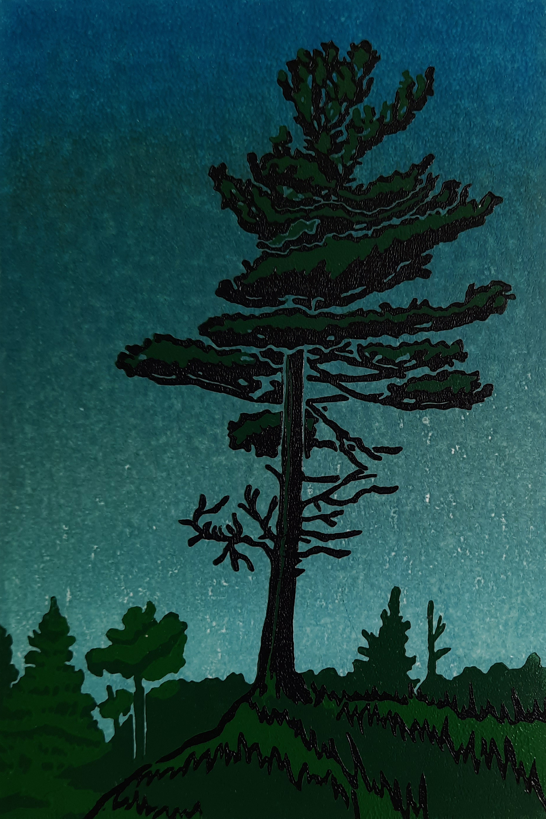 Northern Pine 5/8 - Sold