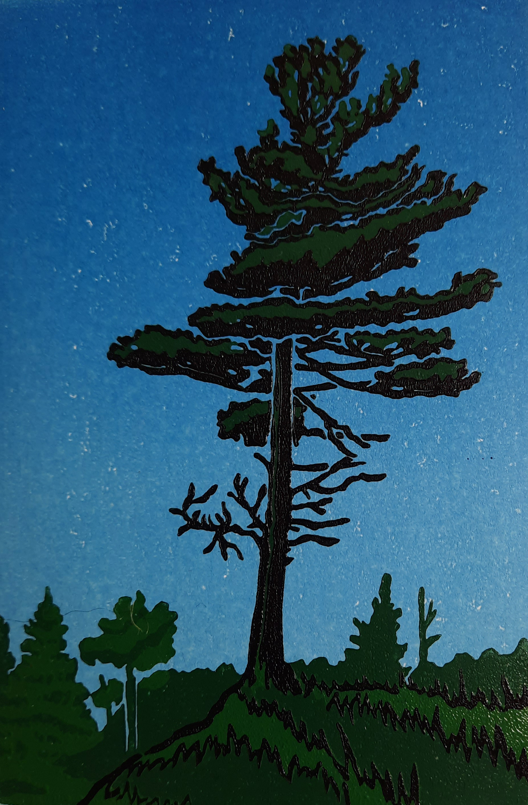 Northern Pine 1/8 - available