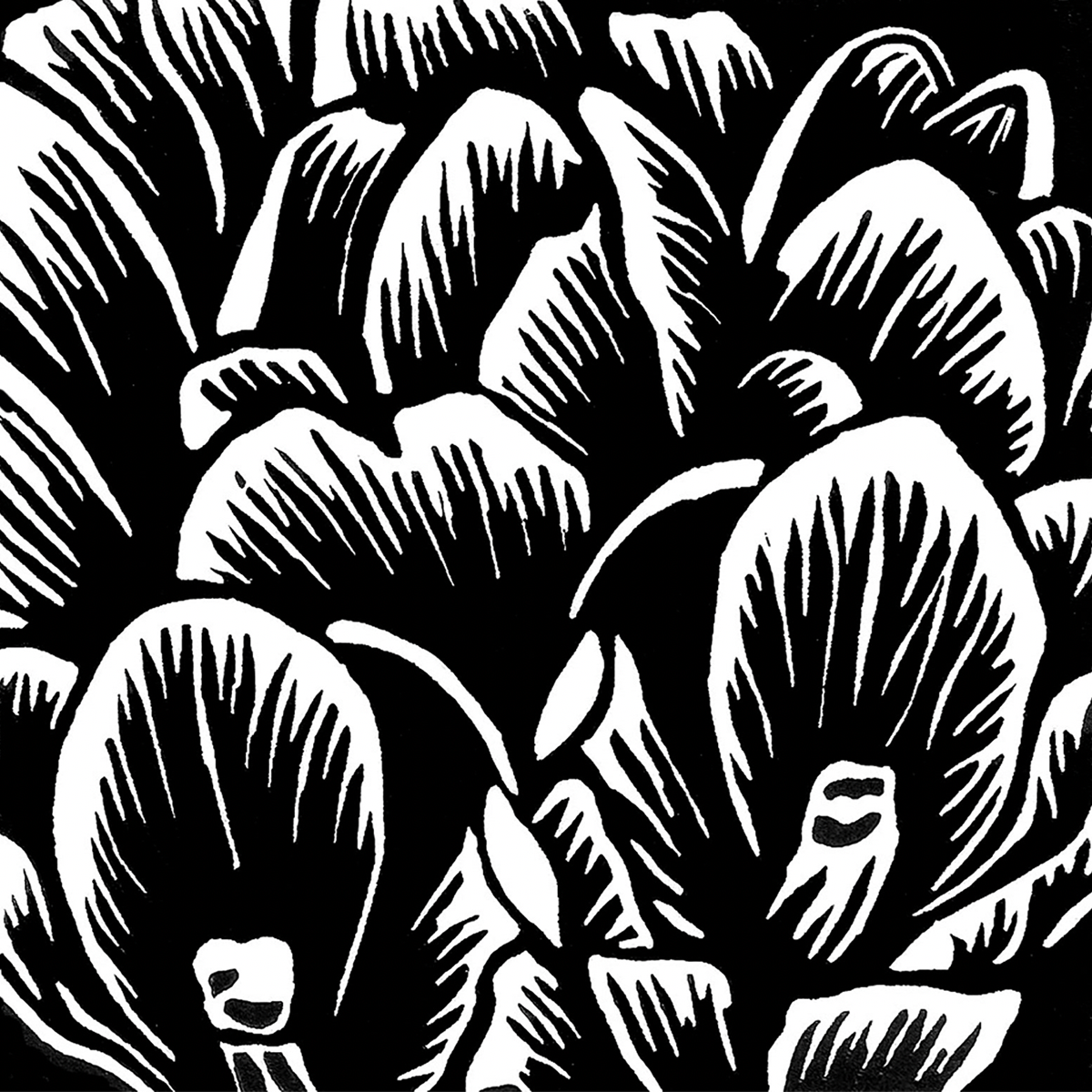 Crocus