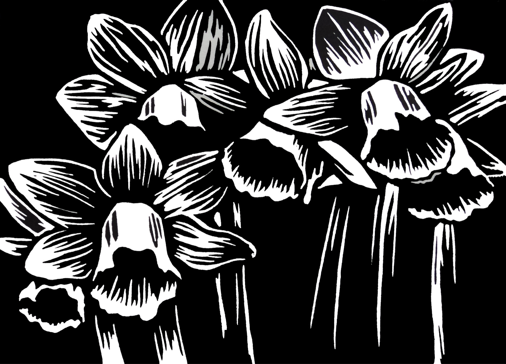 Daffodils