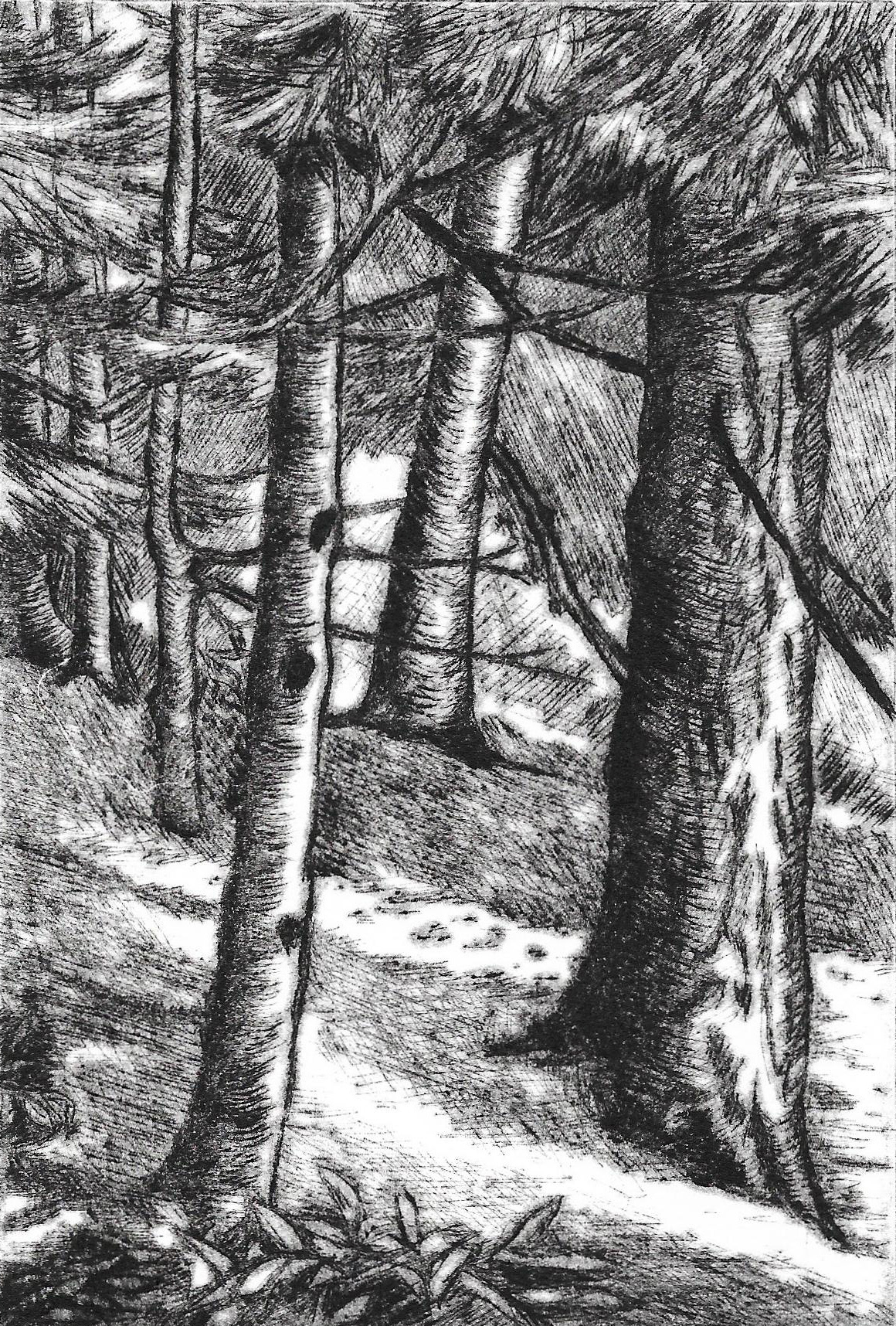 Forest Light - available