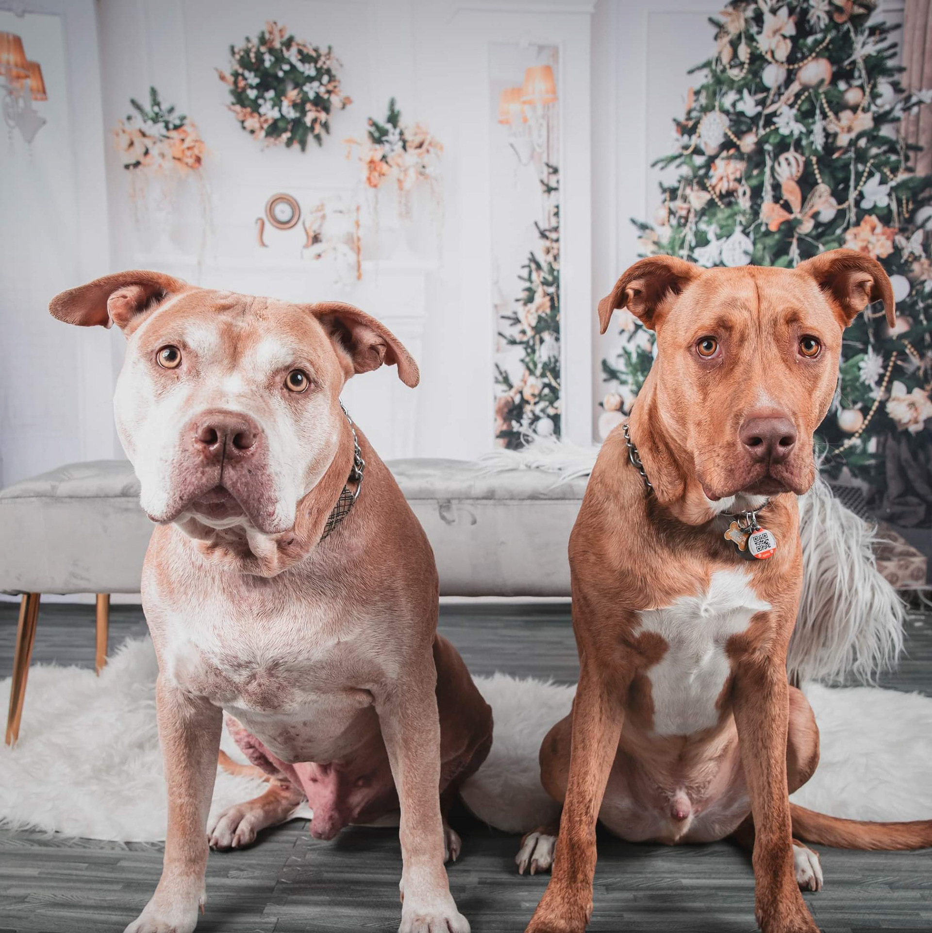 edmonton photography studio