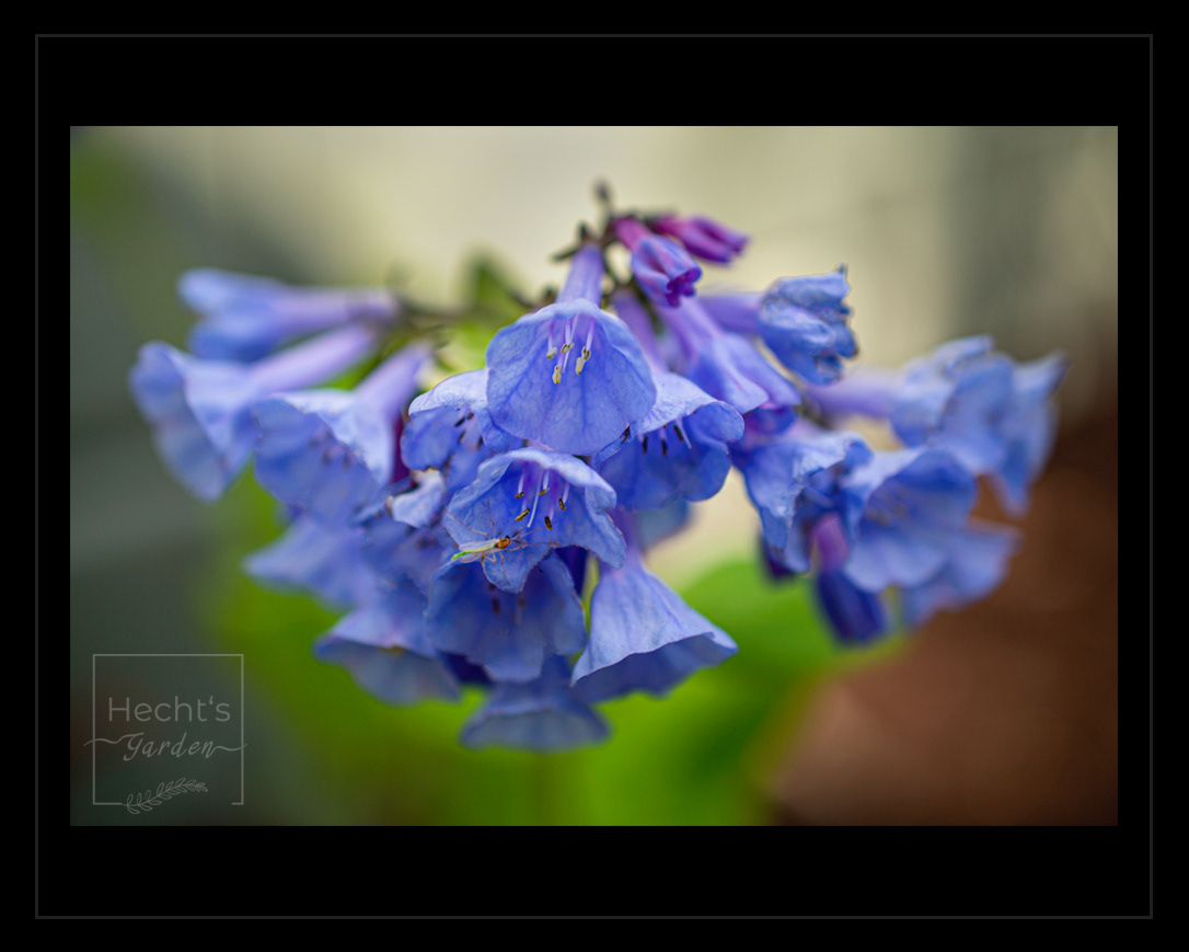 Common Bluebell