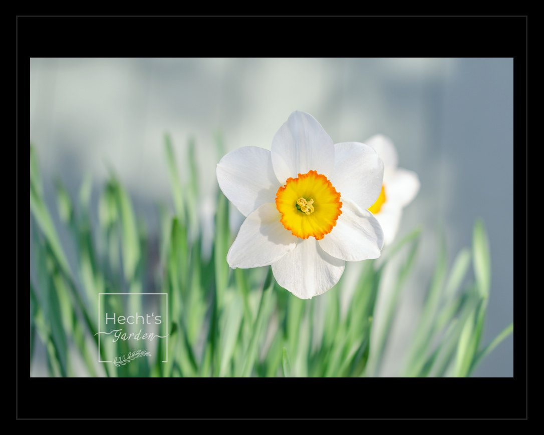 Daffodil