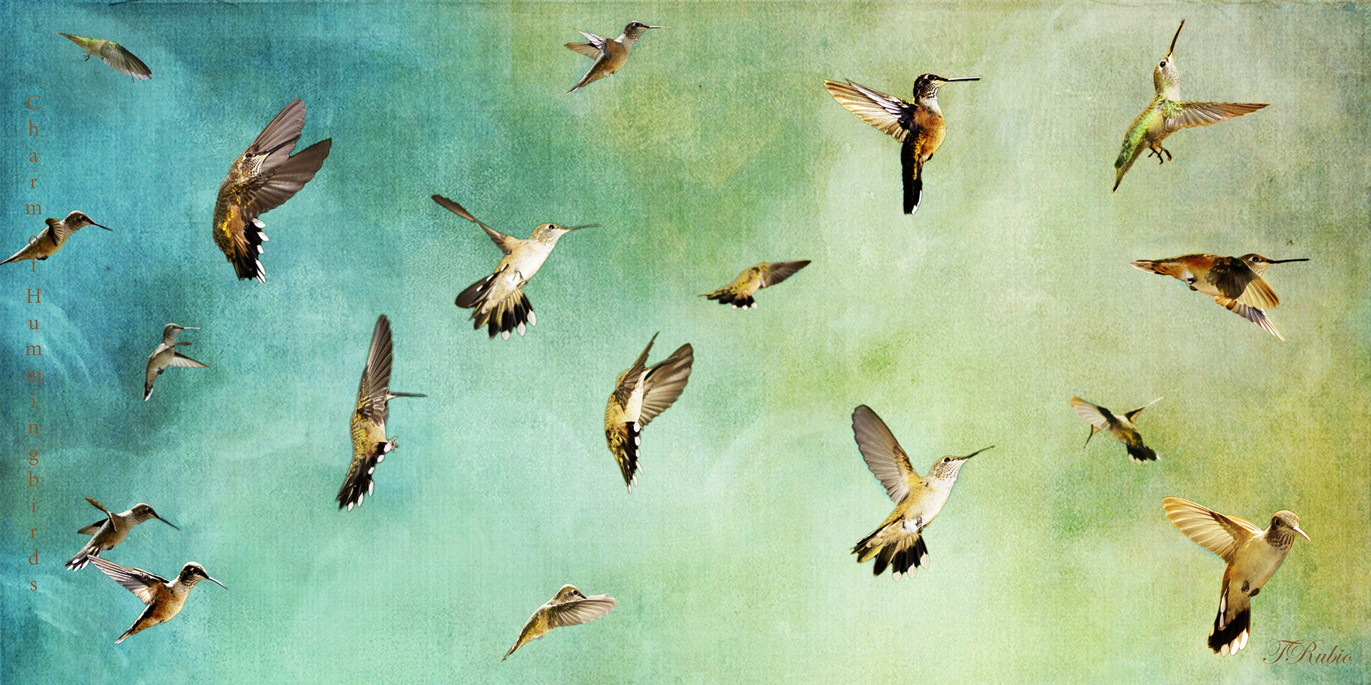 Charm of Hummingbirds