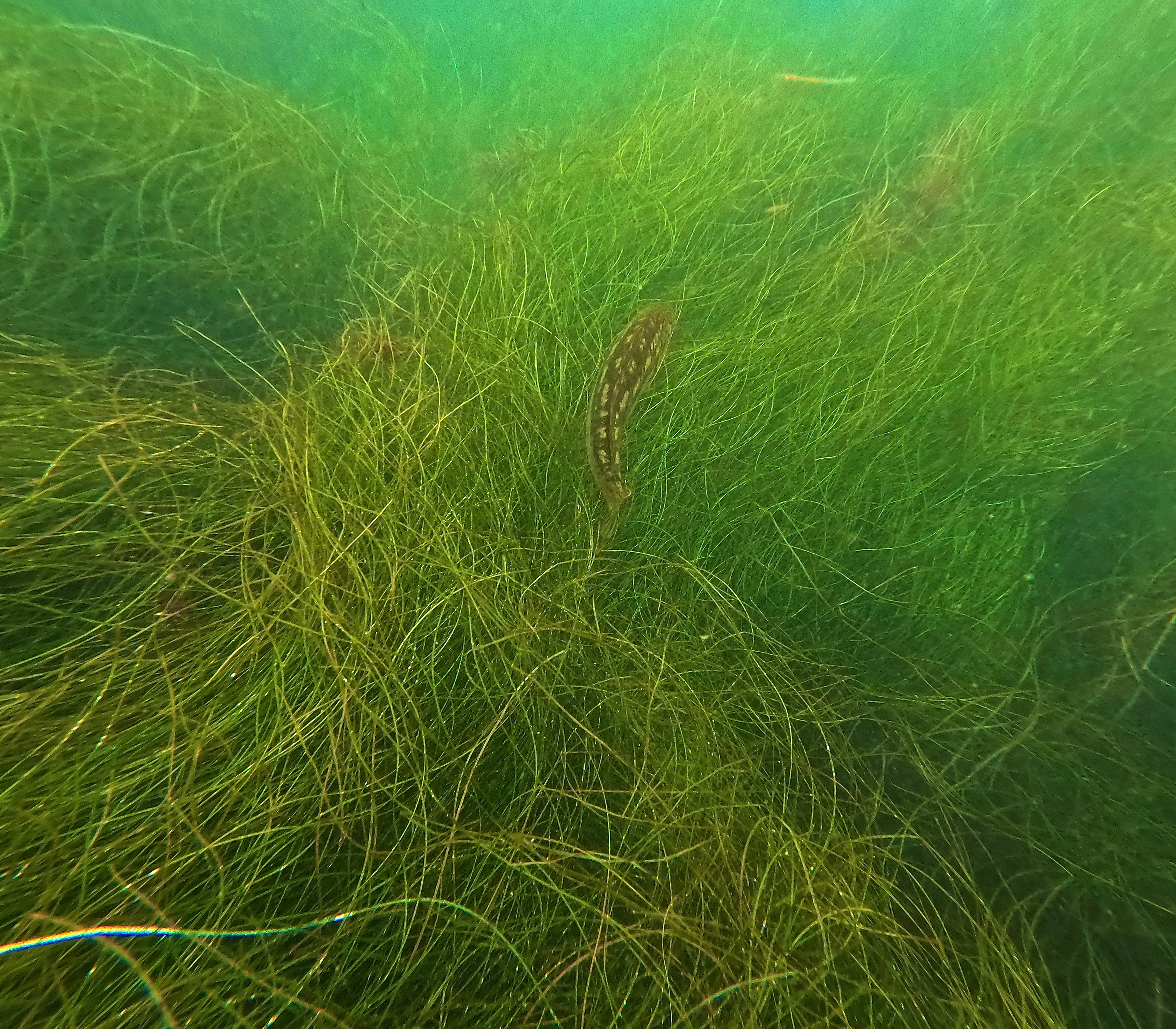 fish blending with weeds