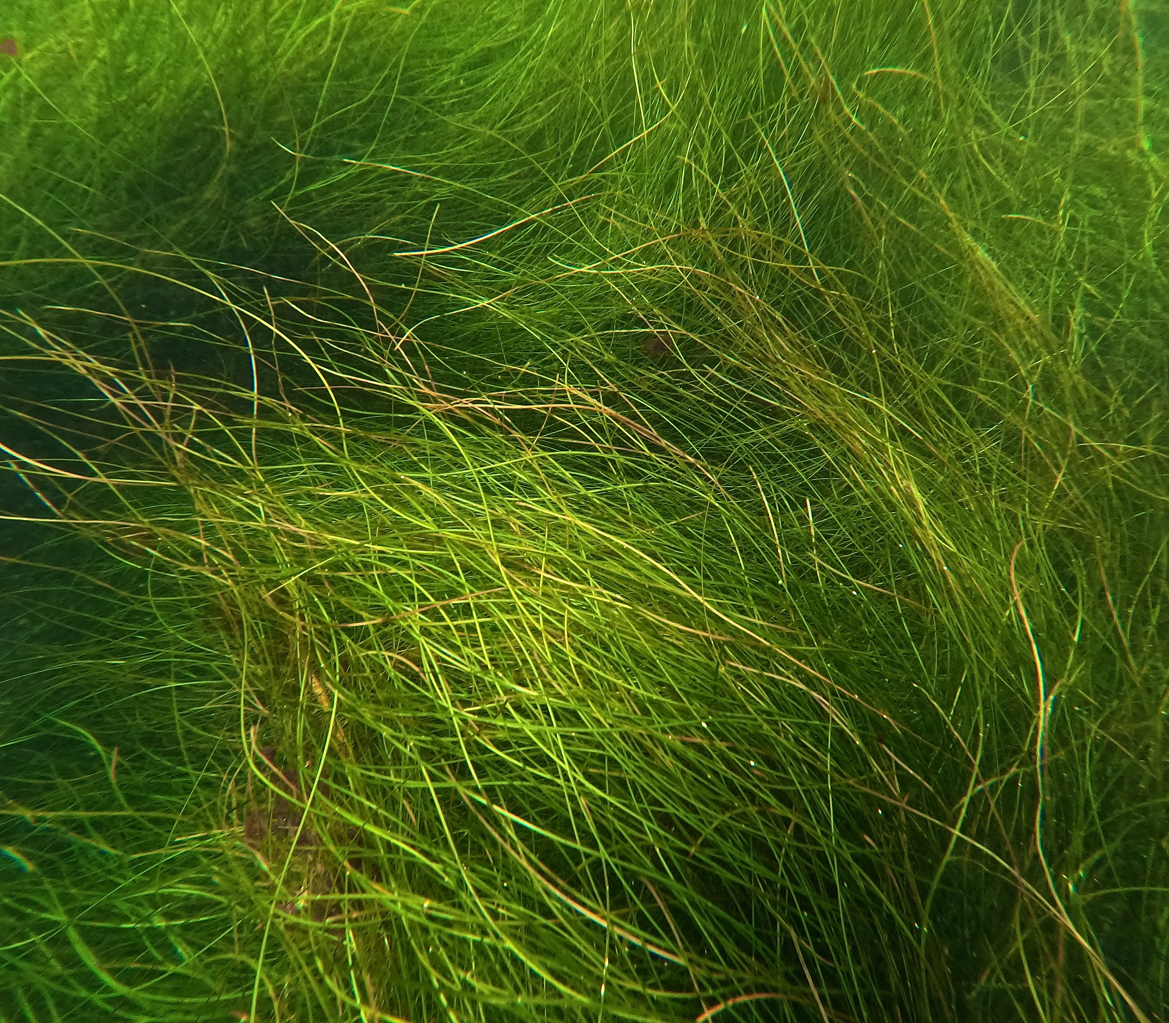 texture:)