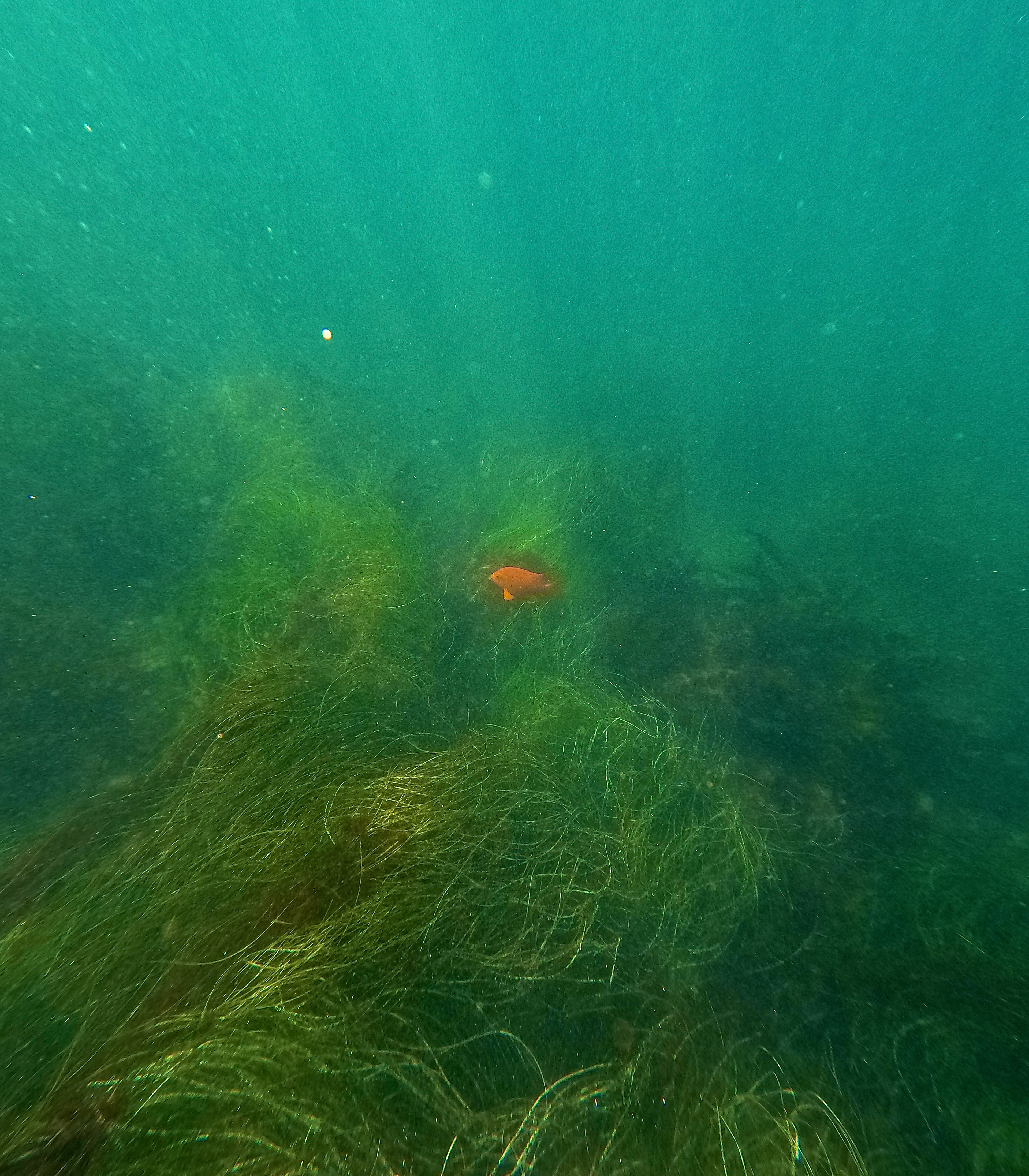 lone fish