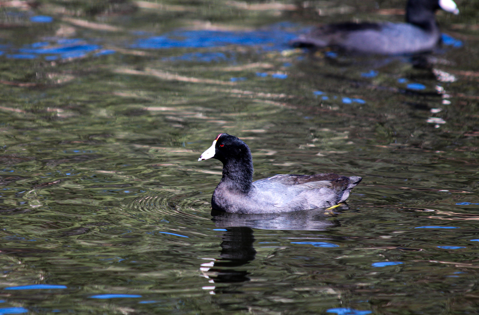 American Coot