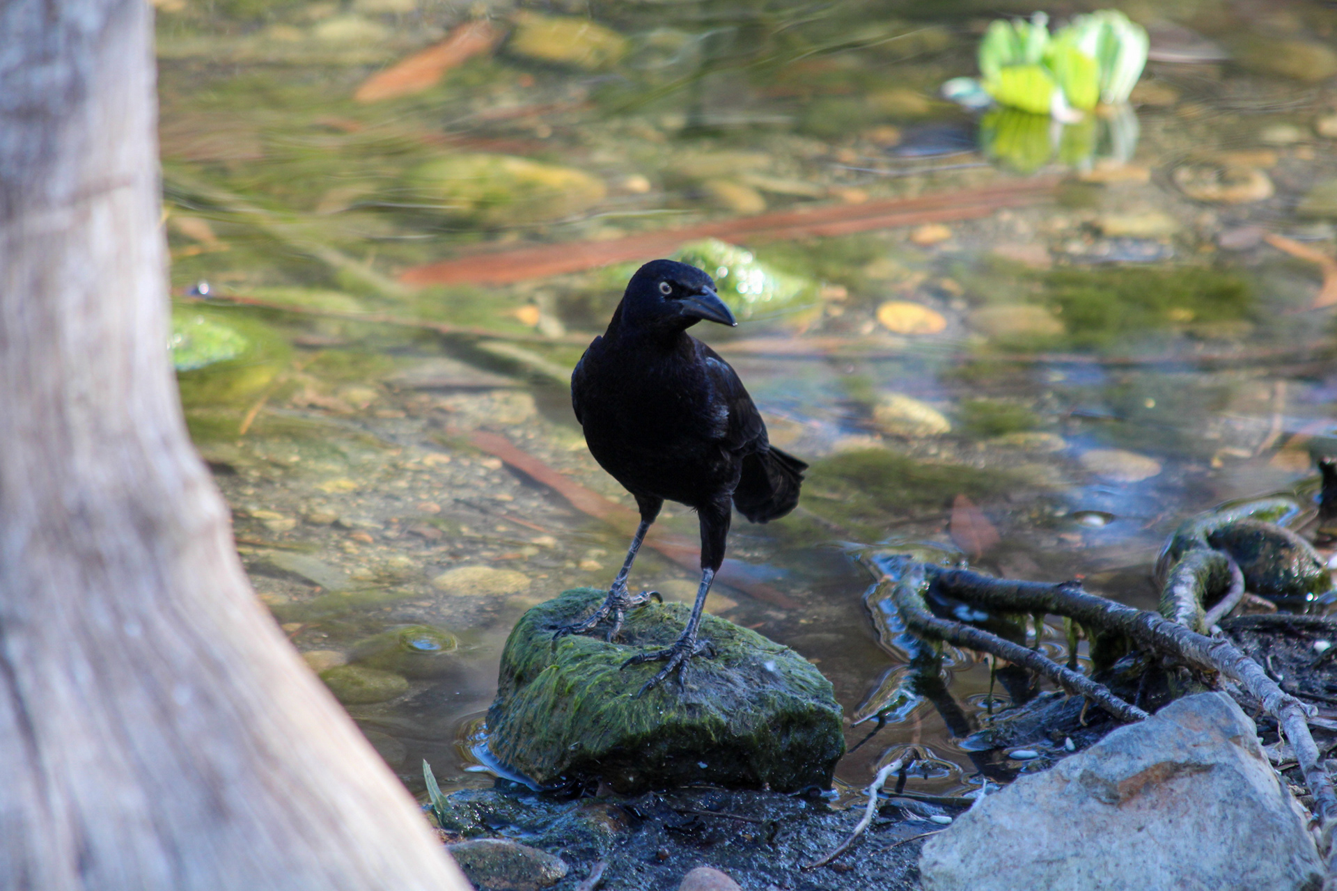 Great-tailed Grackle