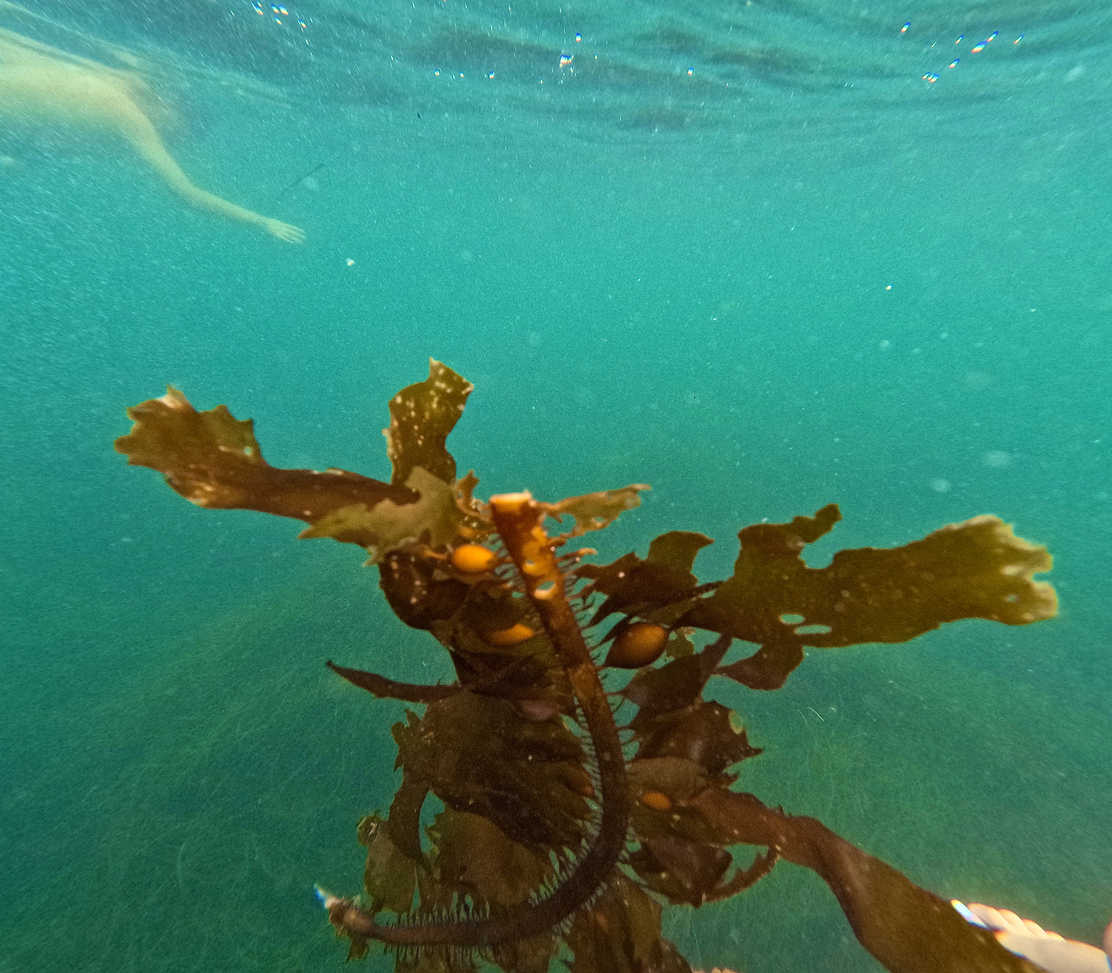 sea weed