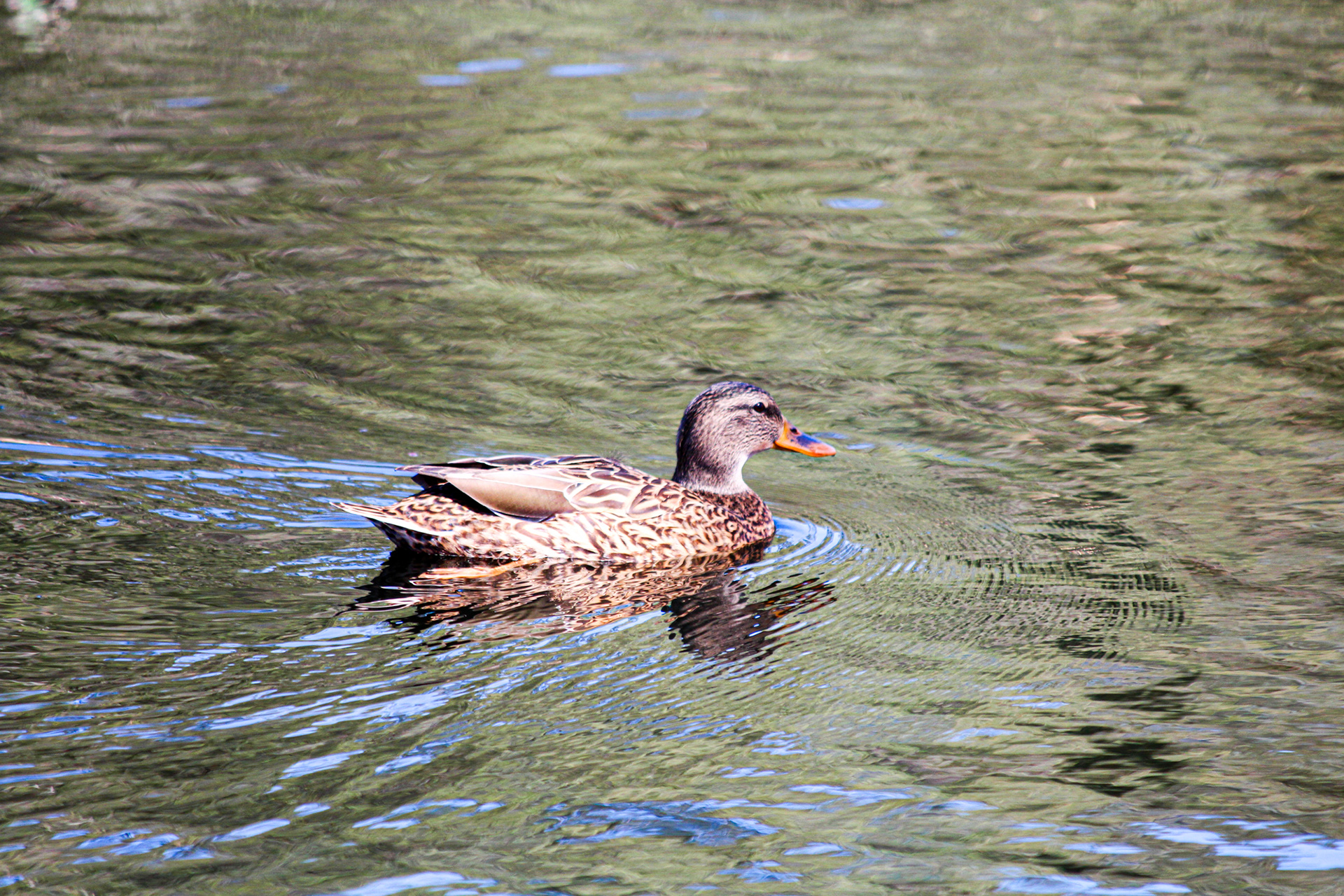 Duck