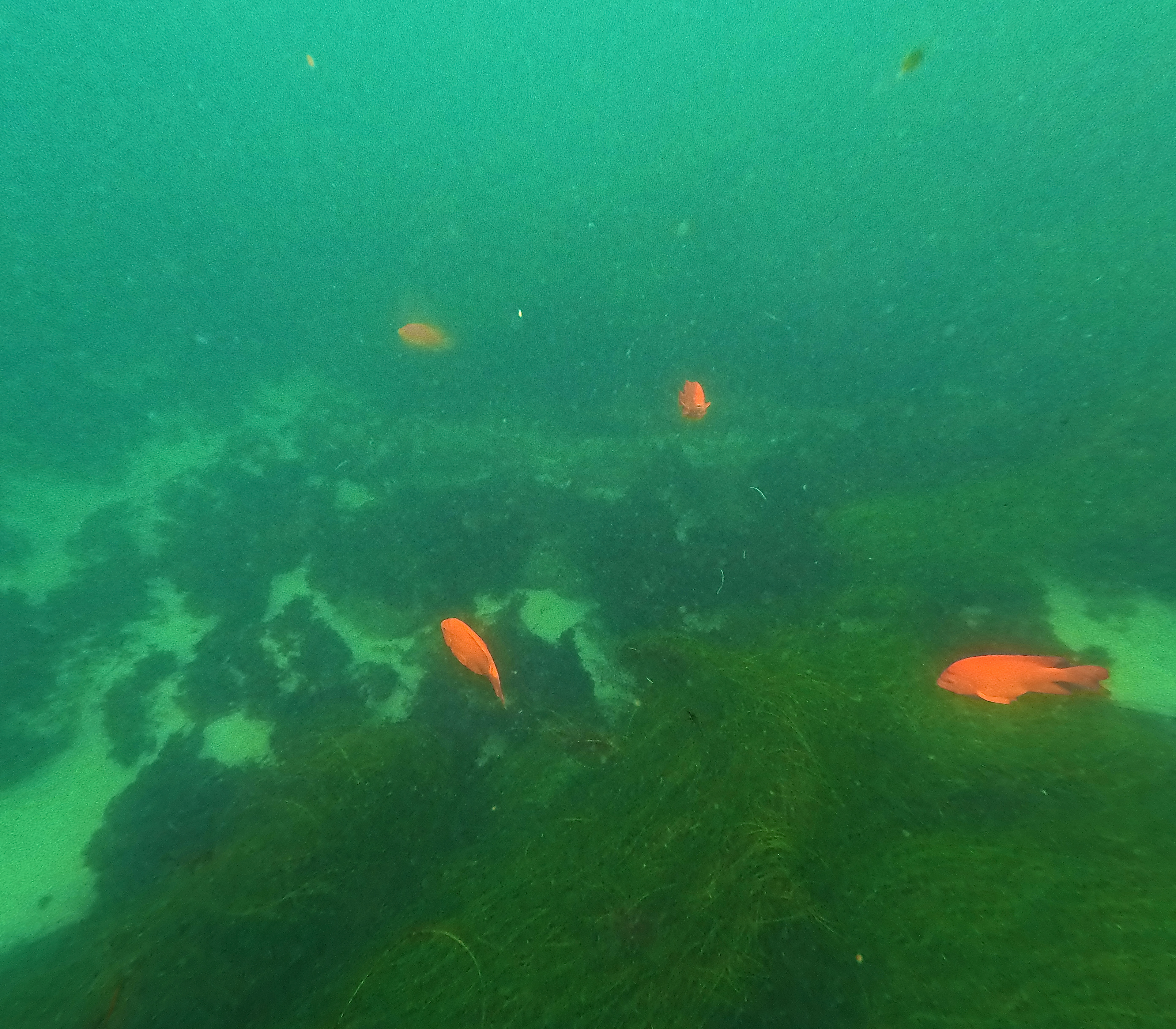 4 fishy