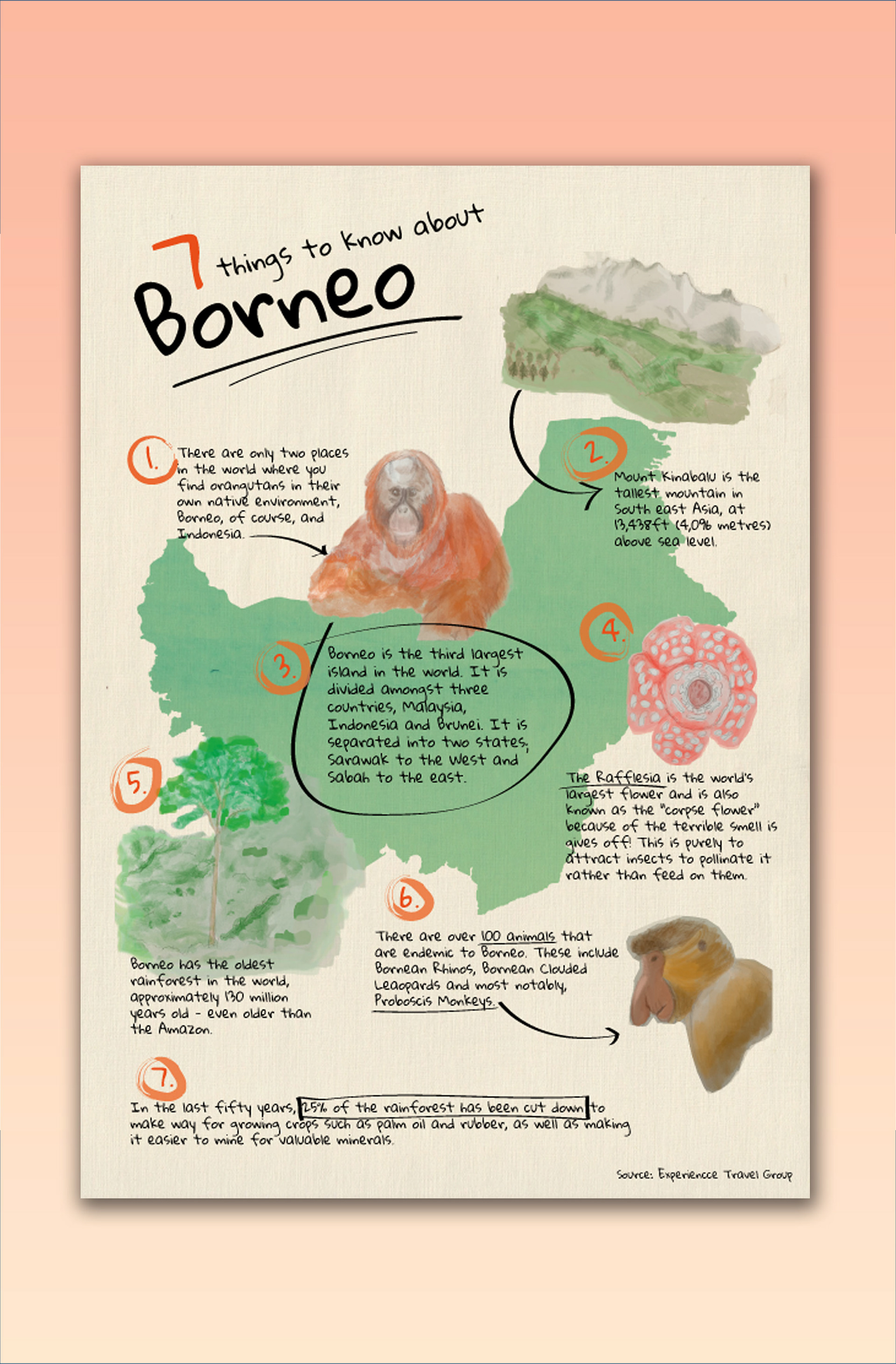 Travel infographic about Borneo (Procreate/Illustrator)