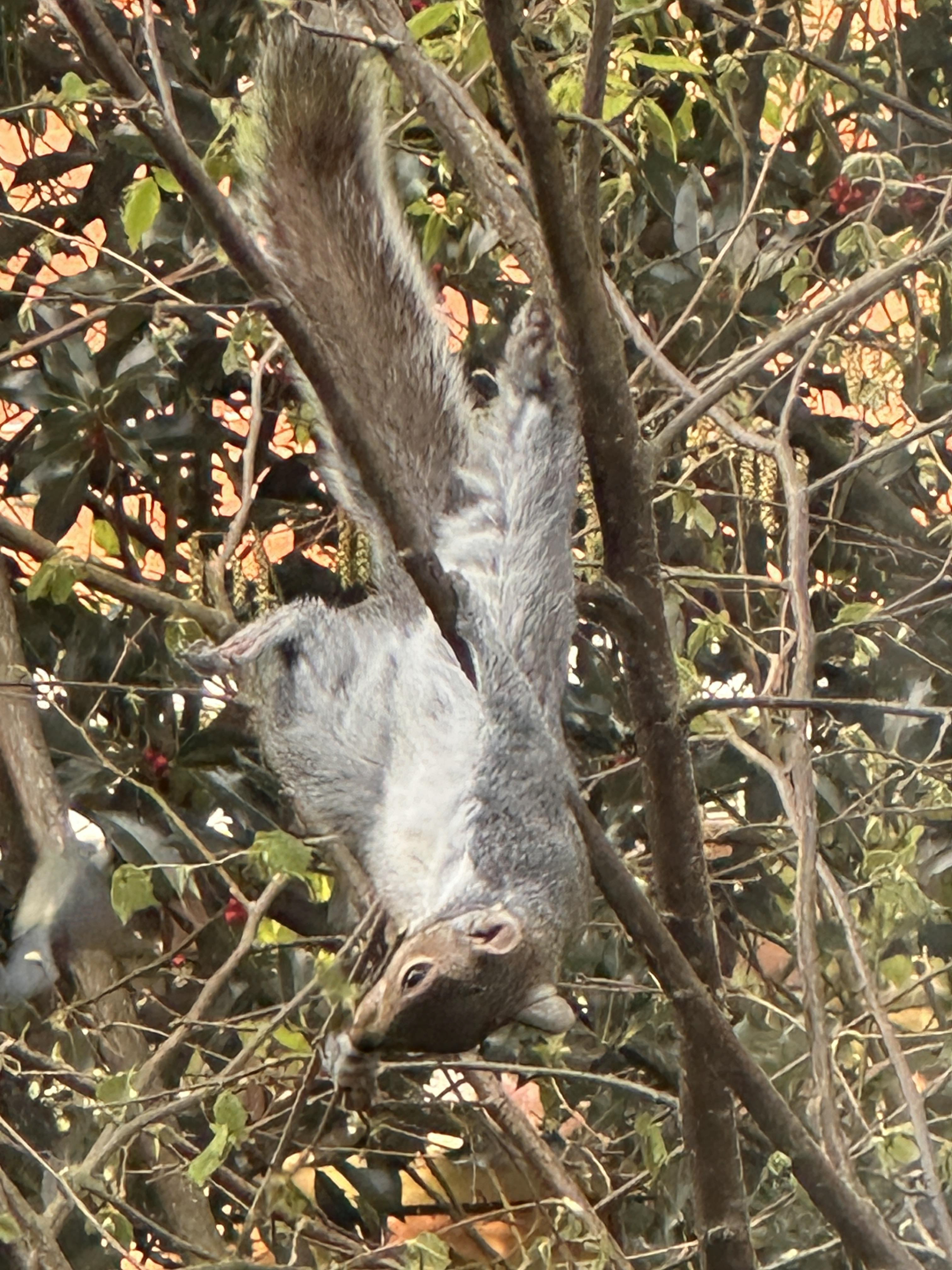 Grey s quirrel hanging upside down on a tree branch.