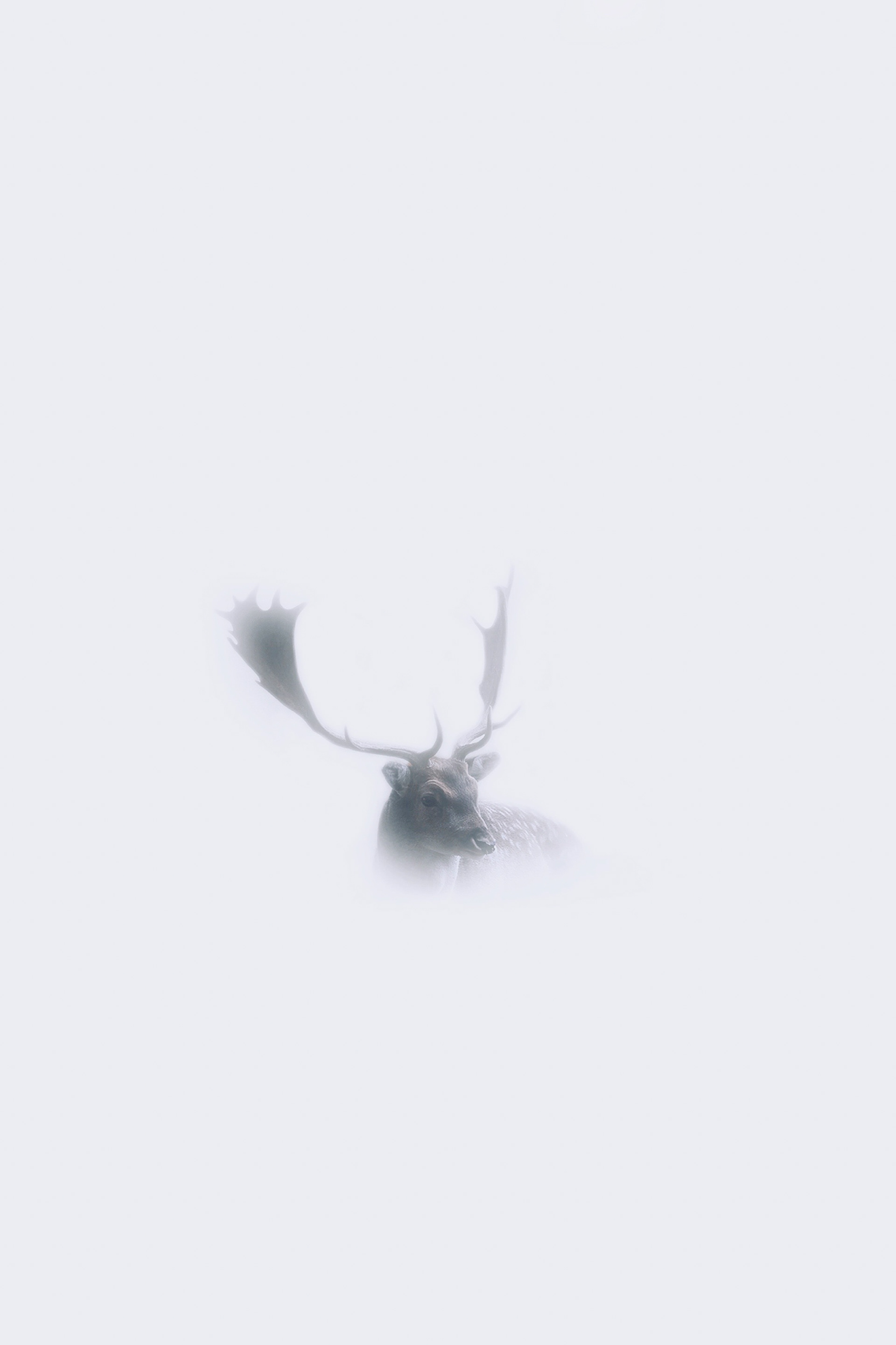 Sabine M. Probst - Photograph deer in fog