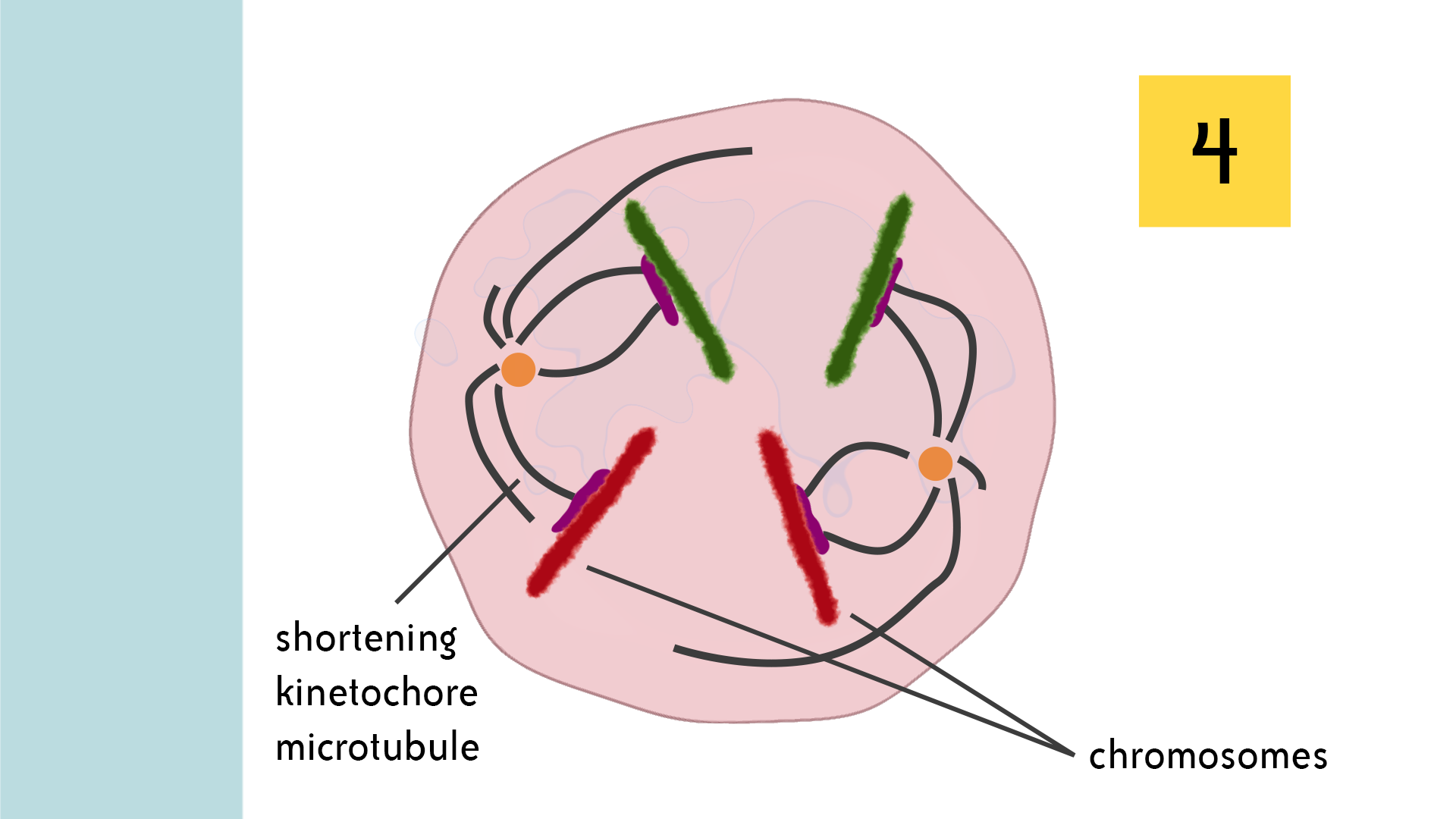 Anaphase