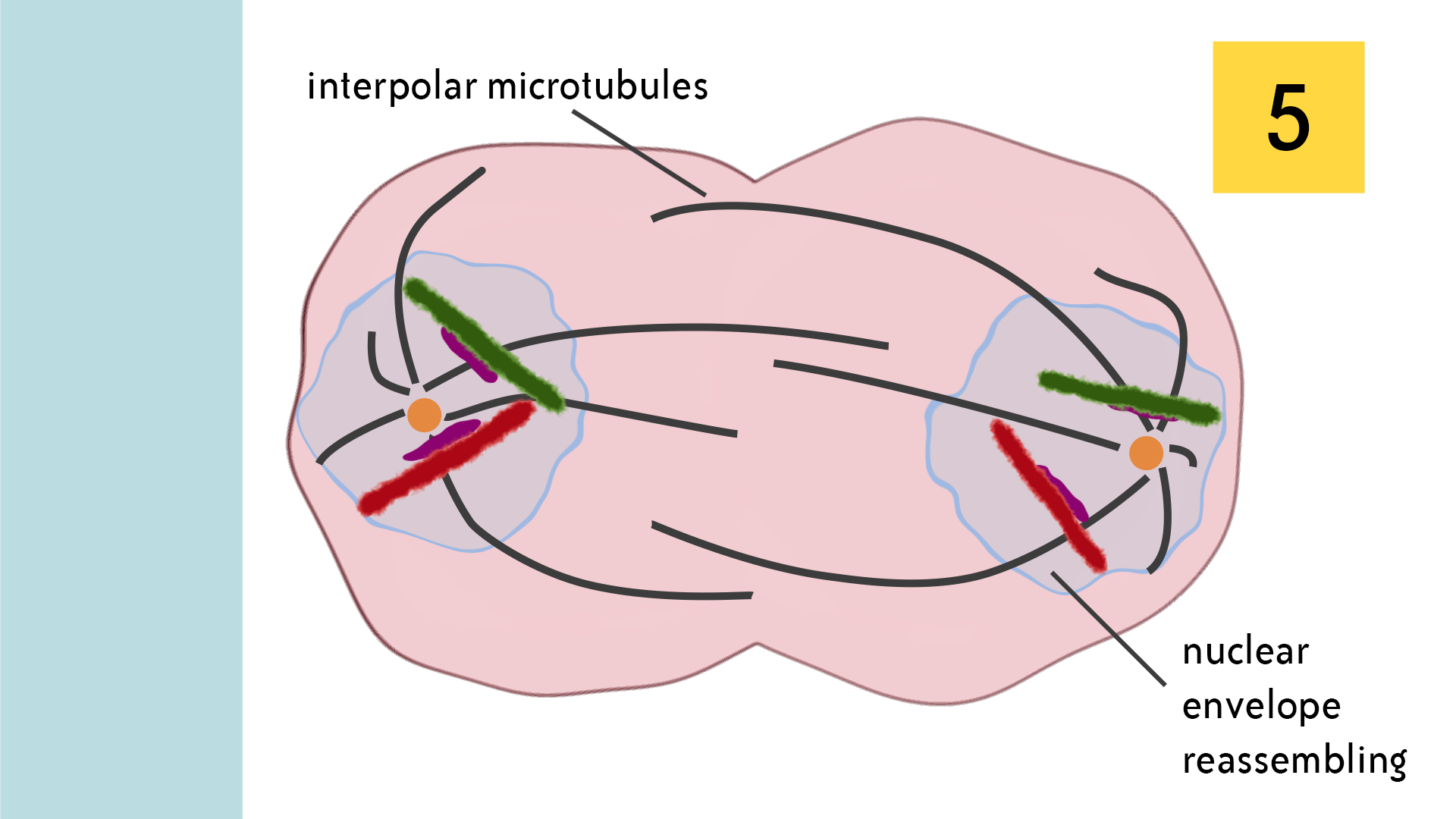 Telophase