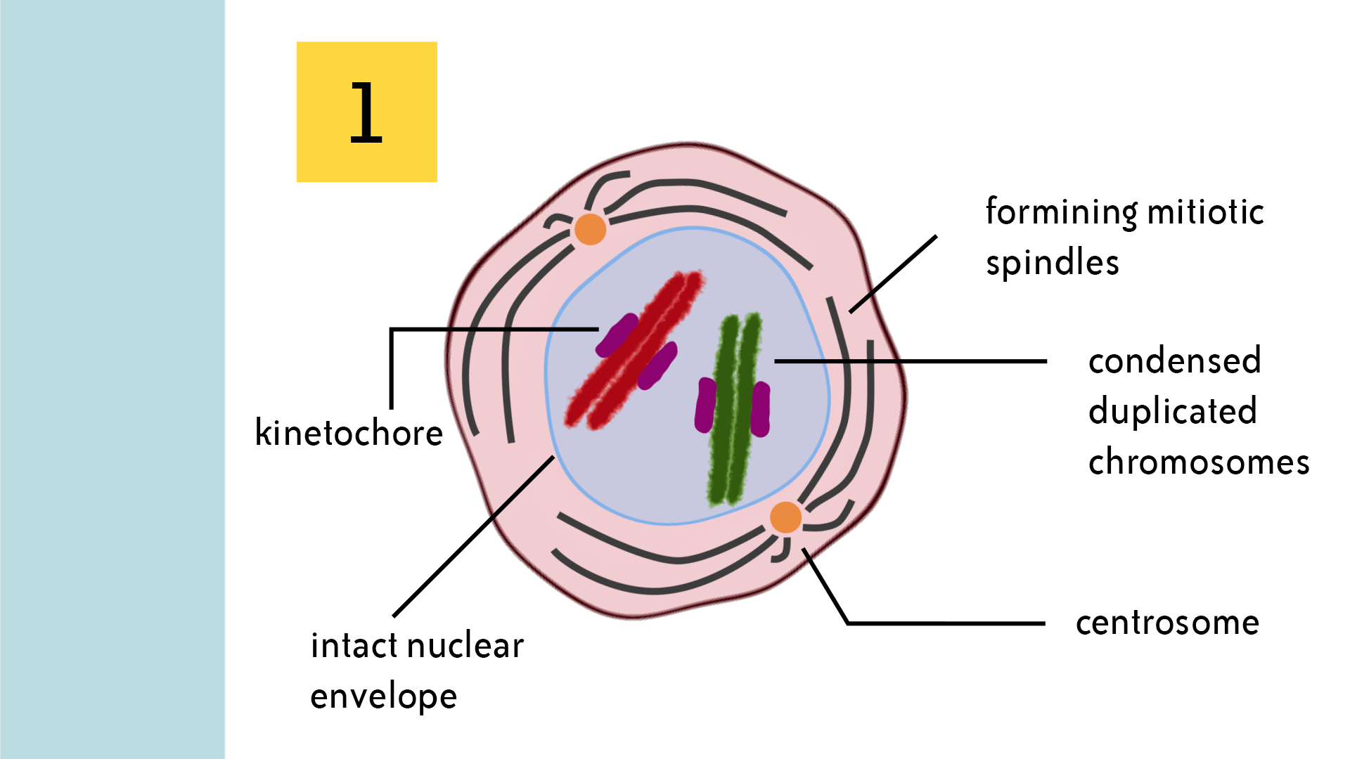Prophase