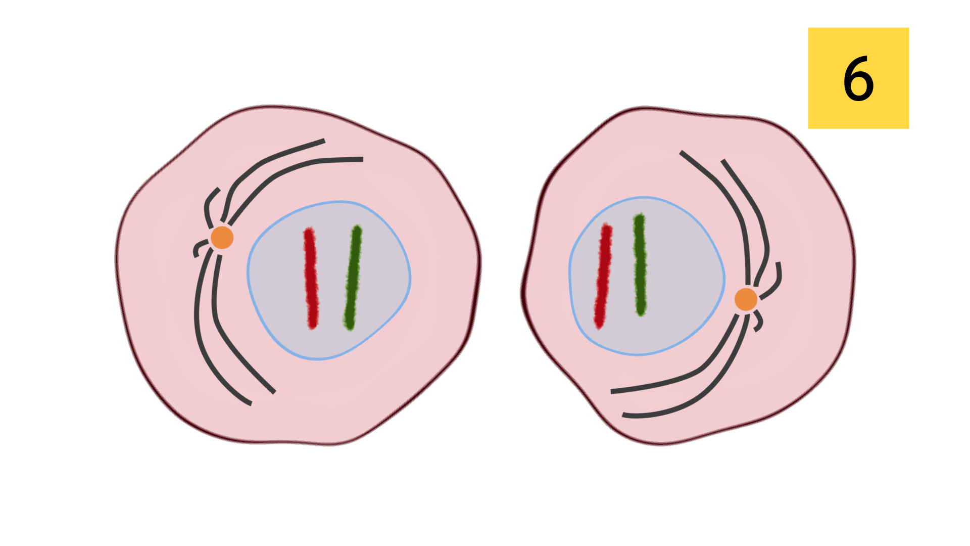 Cytokinesis + fission