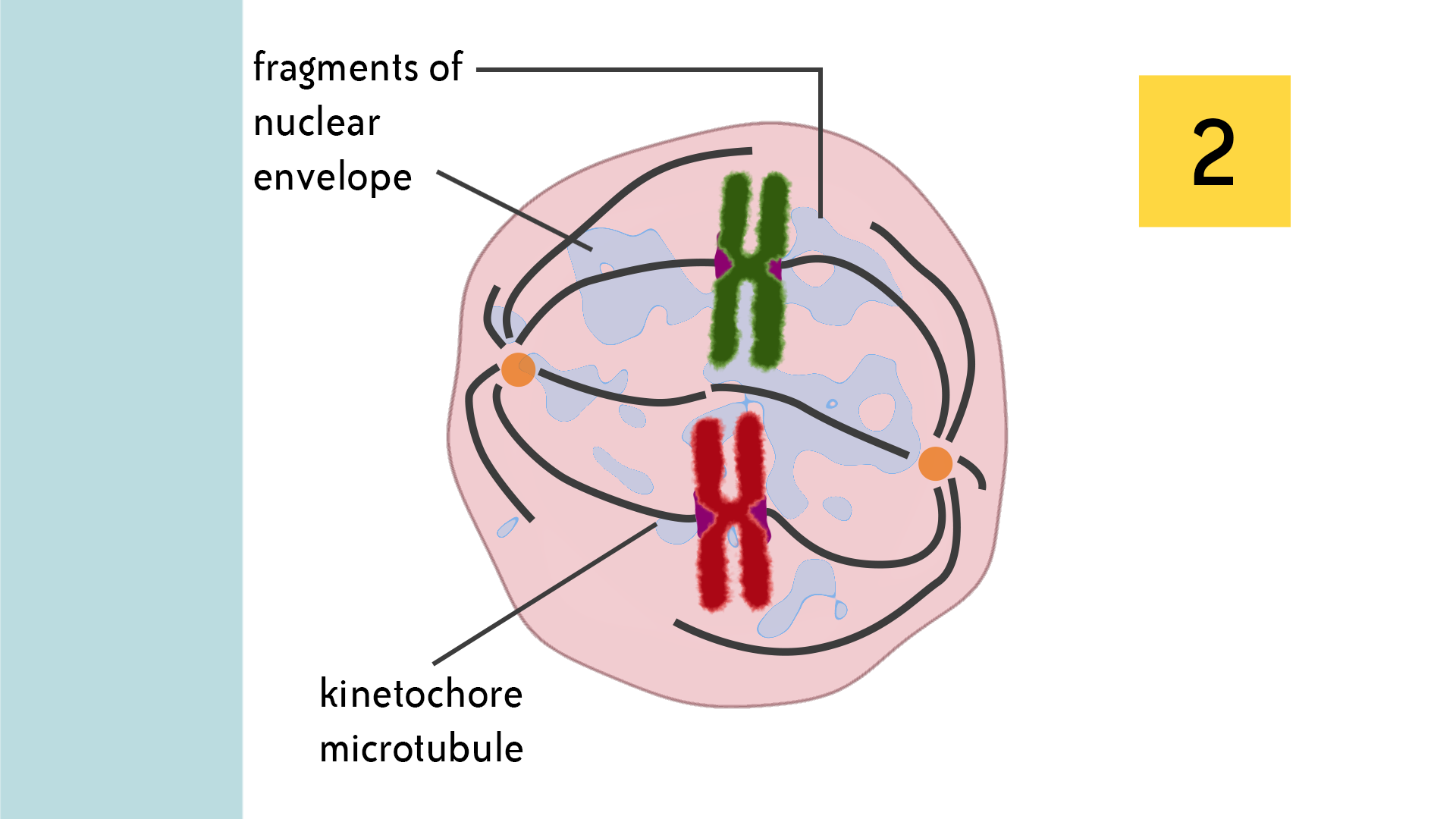 Prometaphase