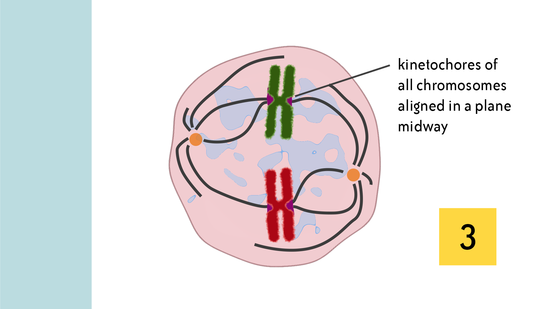 Metaphase