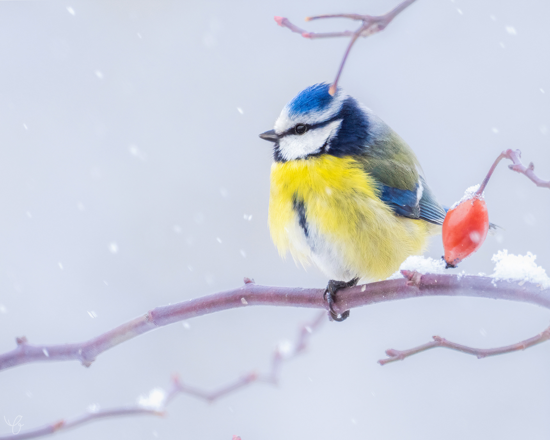 Blaumeise im Schnee, Februar 2021