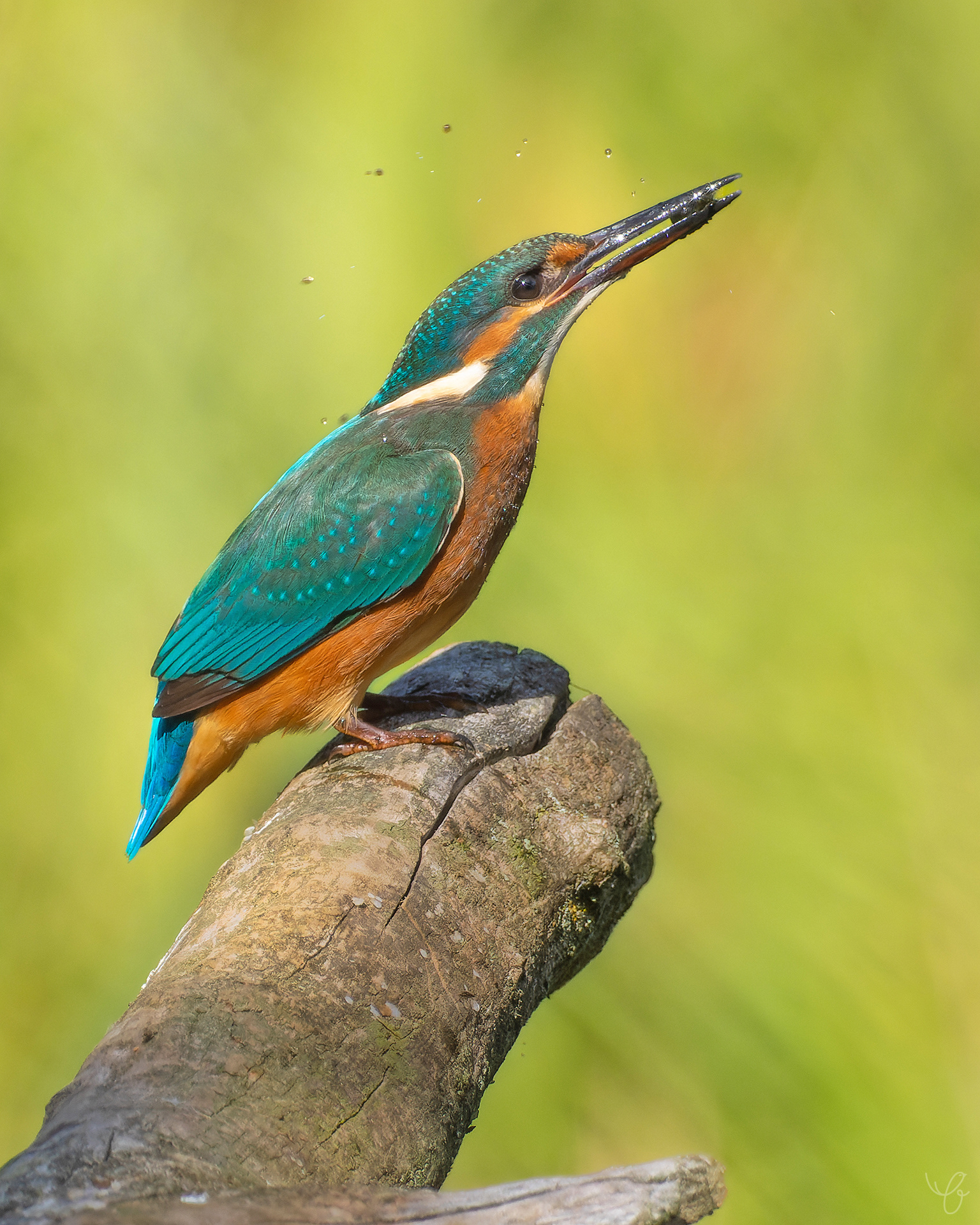 Eisvogelweibchen, September 2020