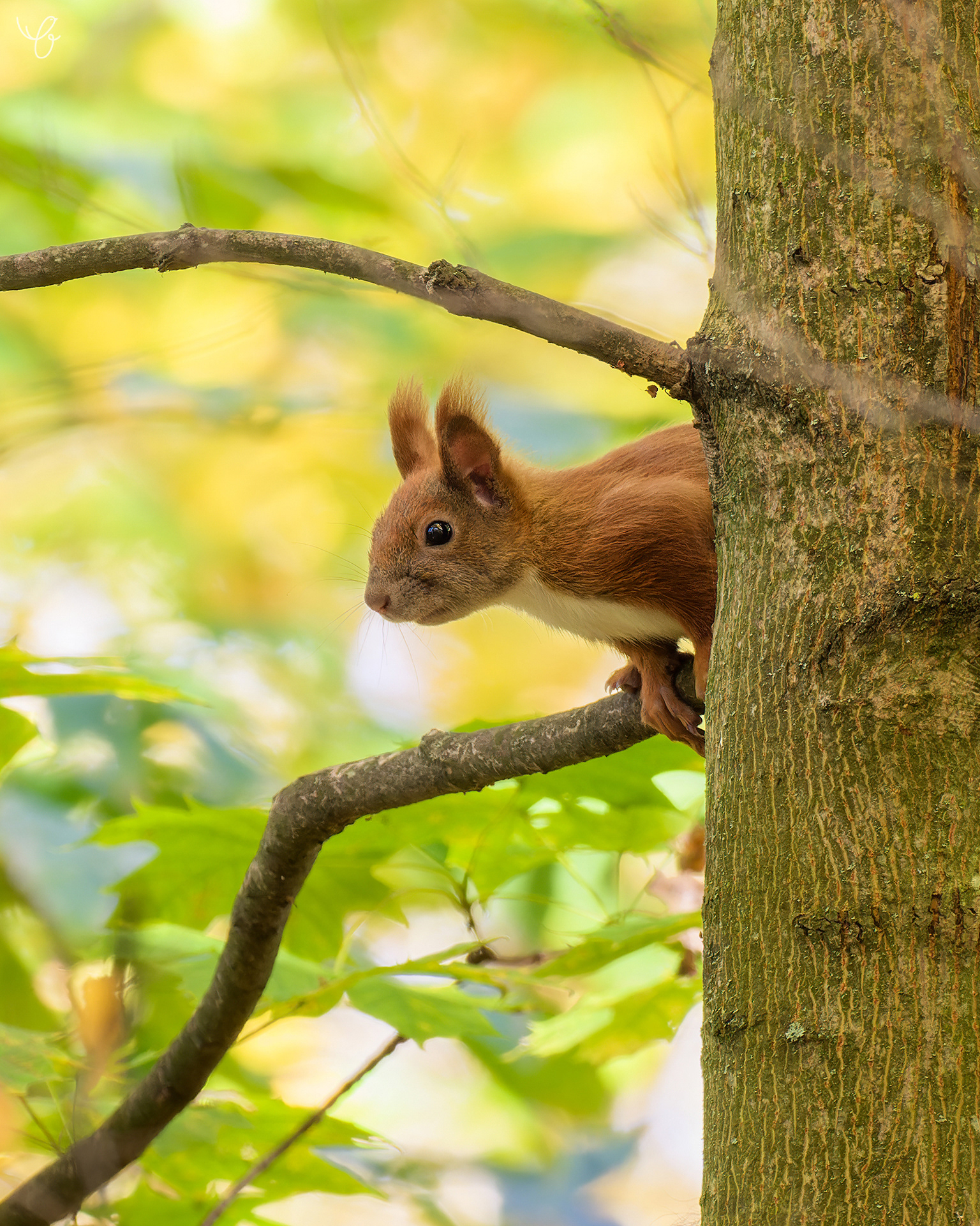 Rotes Eichhörnchen, Oktober 2021
