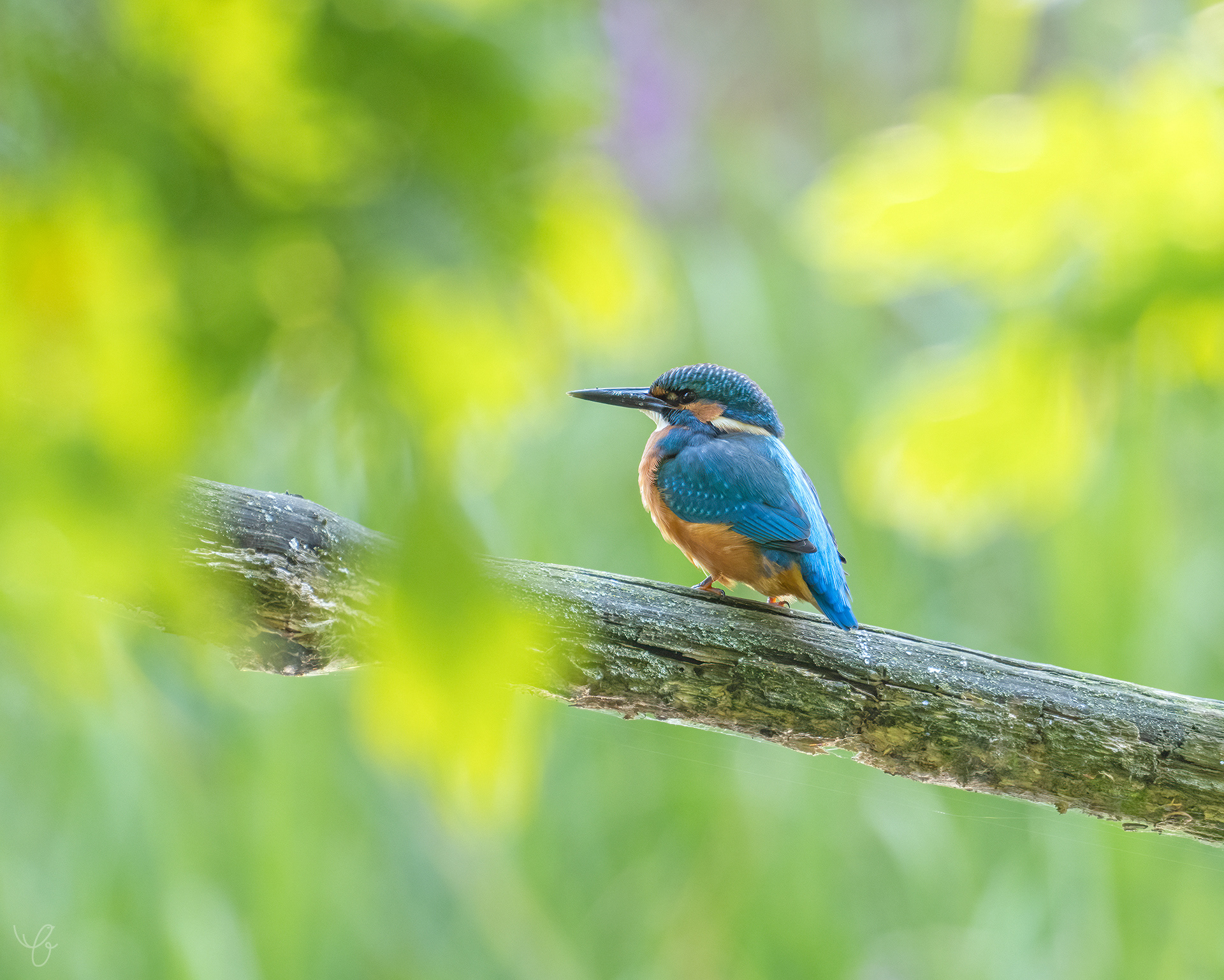 Eisvogel im Revier, August 2021
