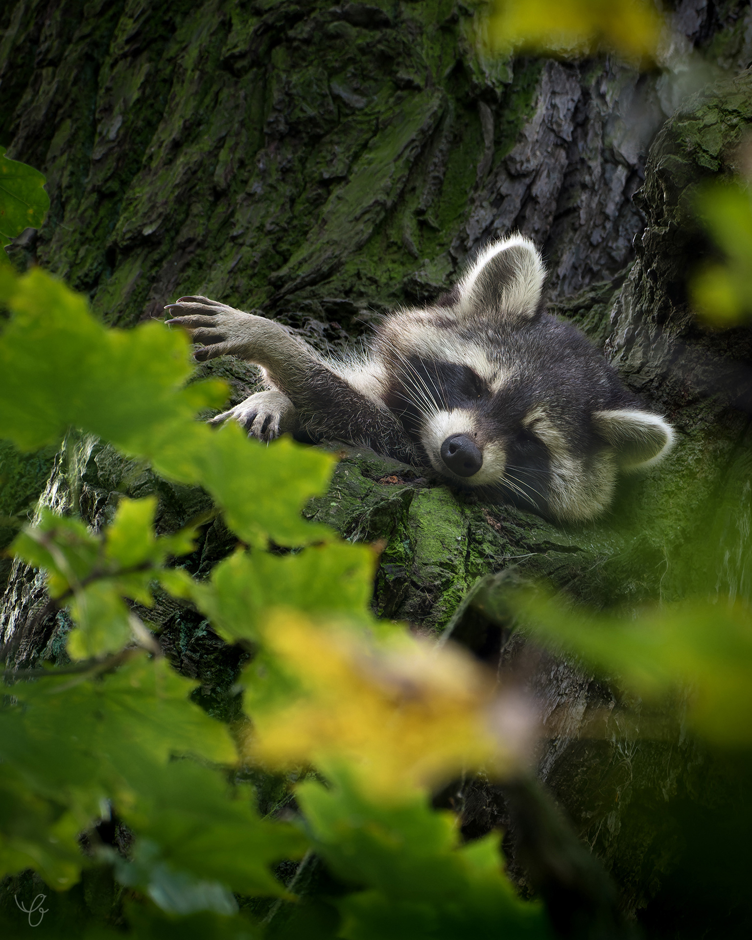 Waschbär, Oktober 2021