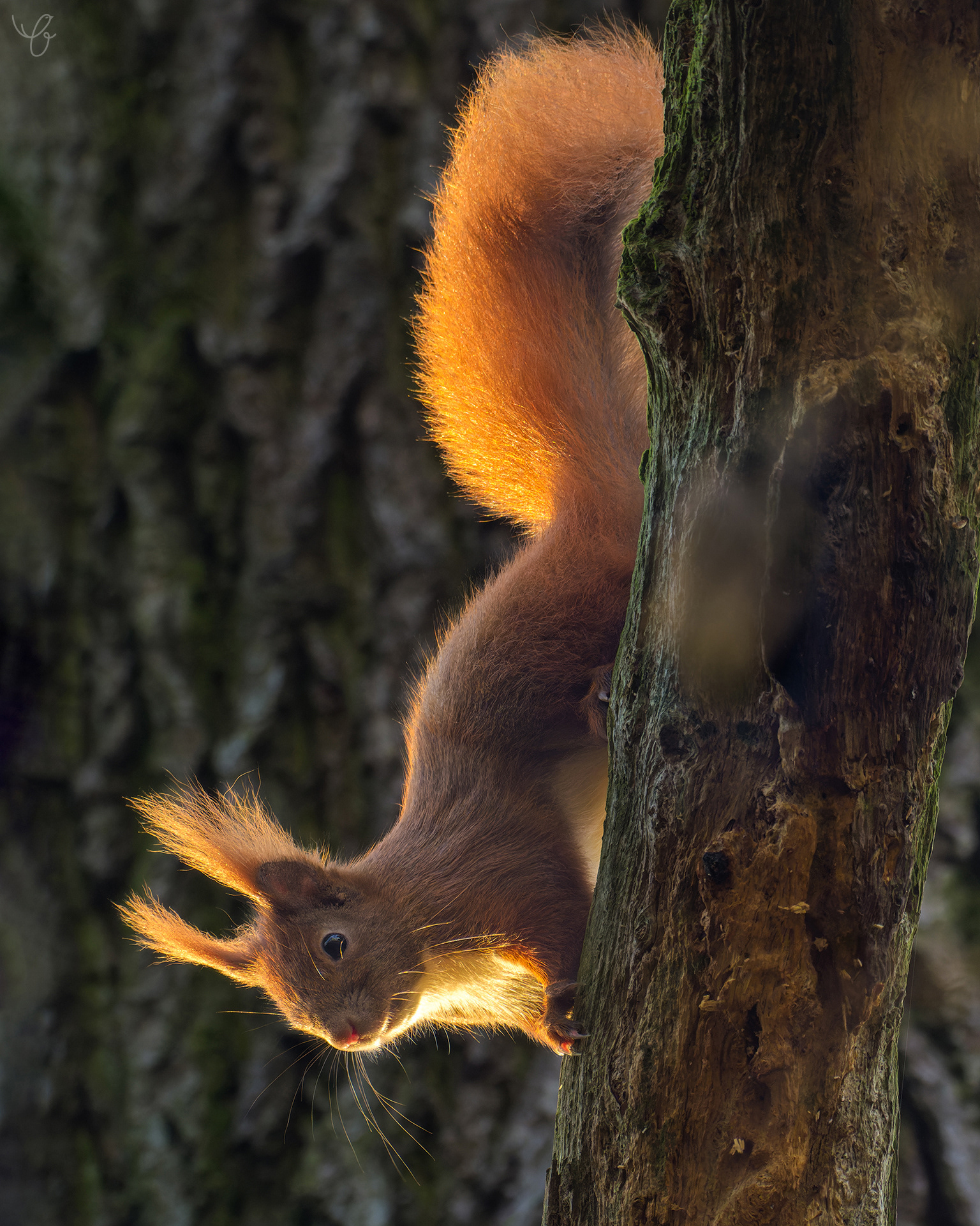 Neugieriges rotes Eichhörnchen, Januar 2022